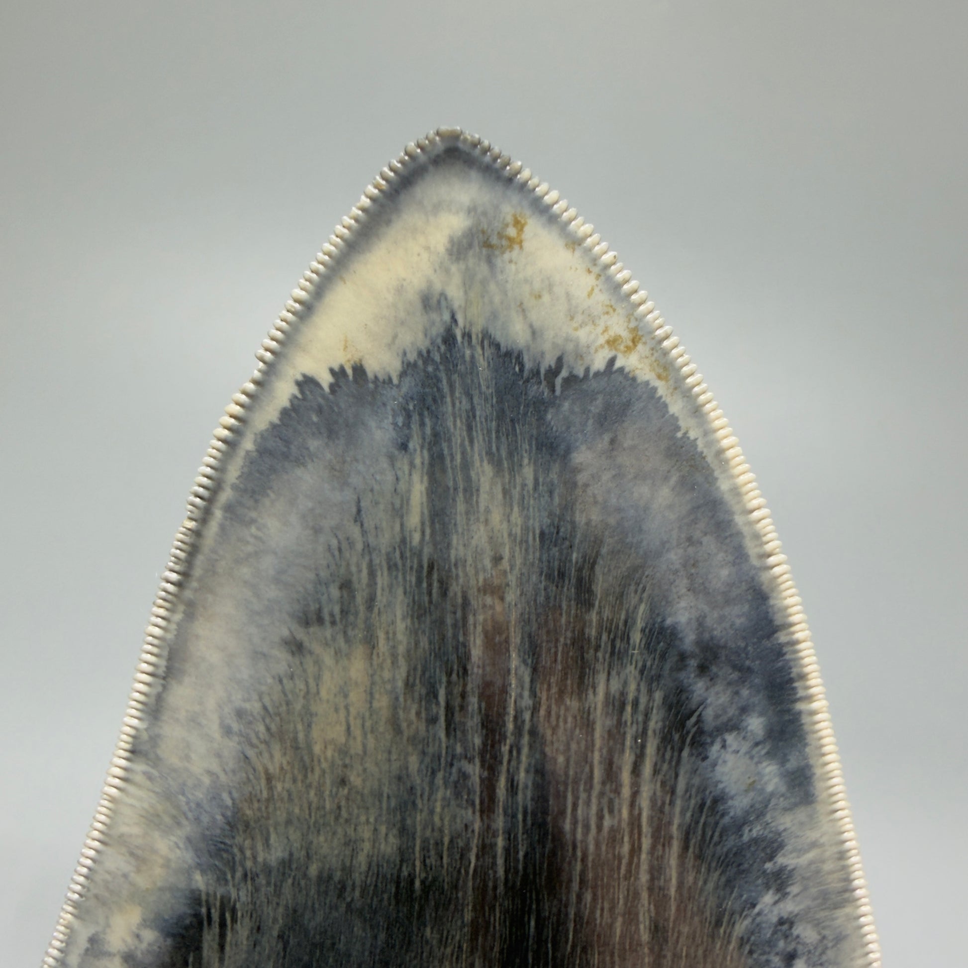 Tip  View Authentic, Great Quality 5.50″ Colorful Megalodon Tooth – West Java Indonesia CM5433 