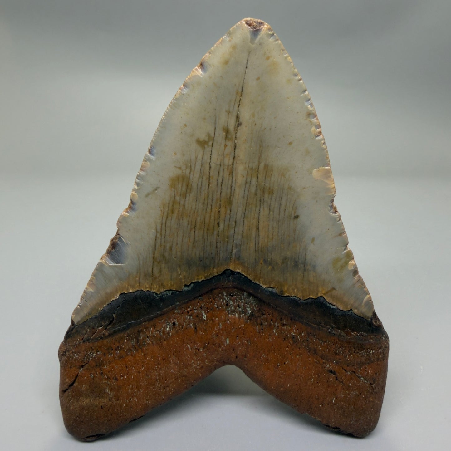Back View Colorful 4.53" Authentic Megalodon Tooth – North Carolina Fossil | Carcharocles megalodon CM6315