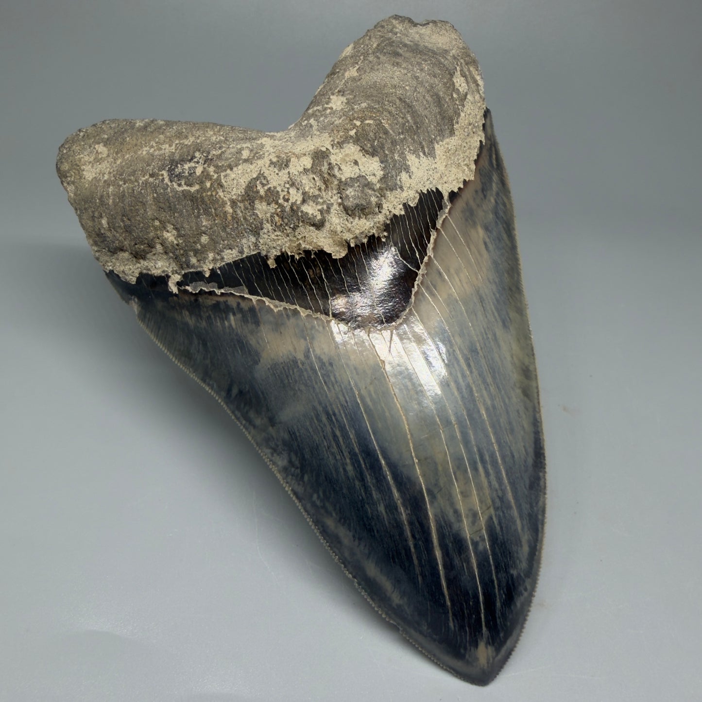 Front Left View Authentic, Great Quality 5.50″ Colorful Megalodon Tooth – West Java Indonesia CM5433 