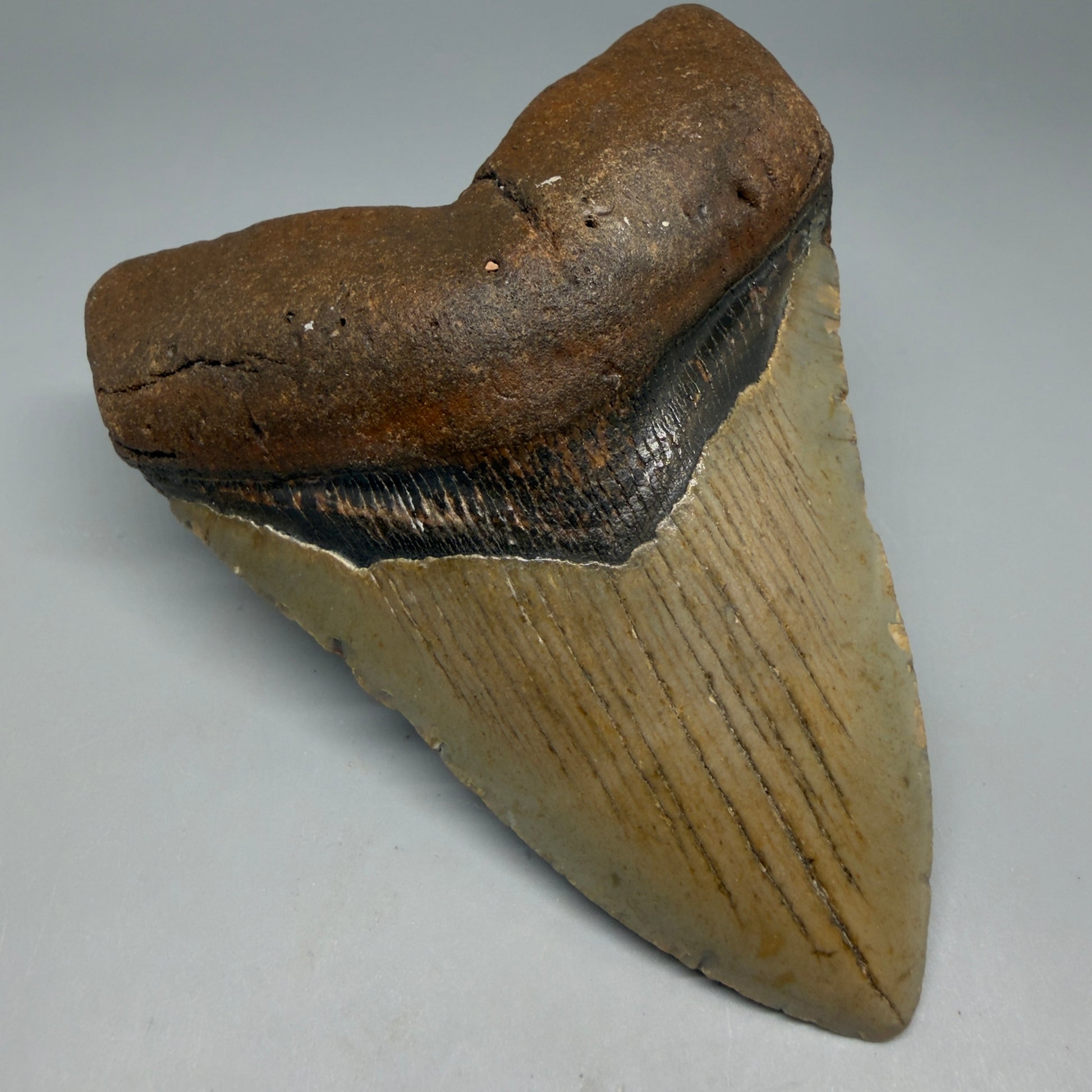 Front Left View Colorful 4.53" Authentic Megalodon Tooth – North Carolina Fossil | Carcharocles megalodon CM6315