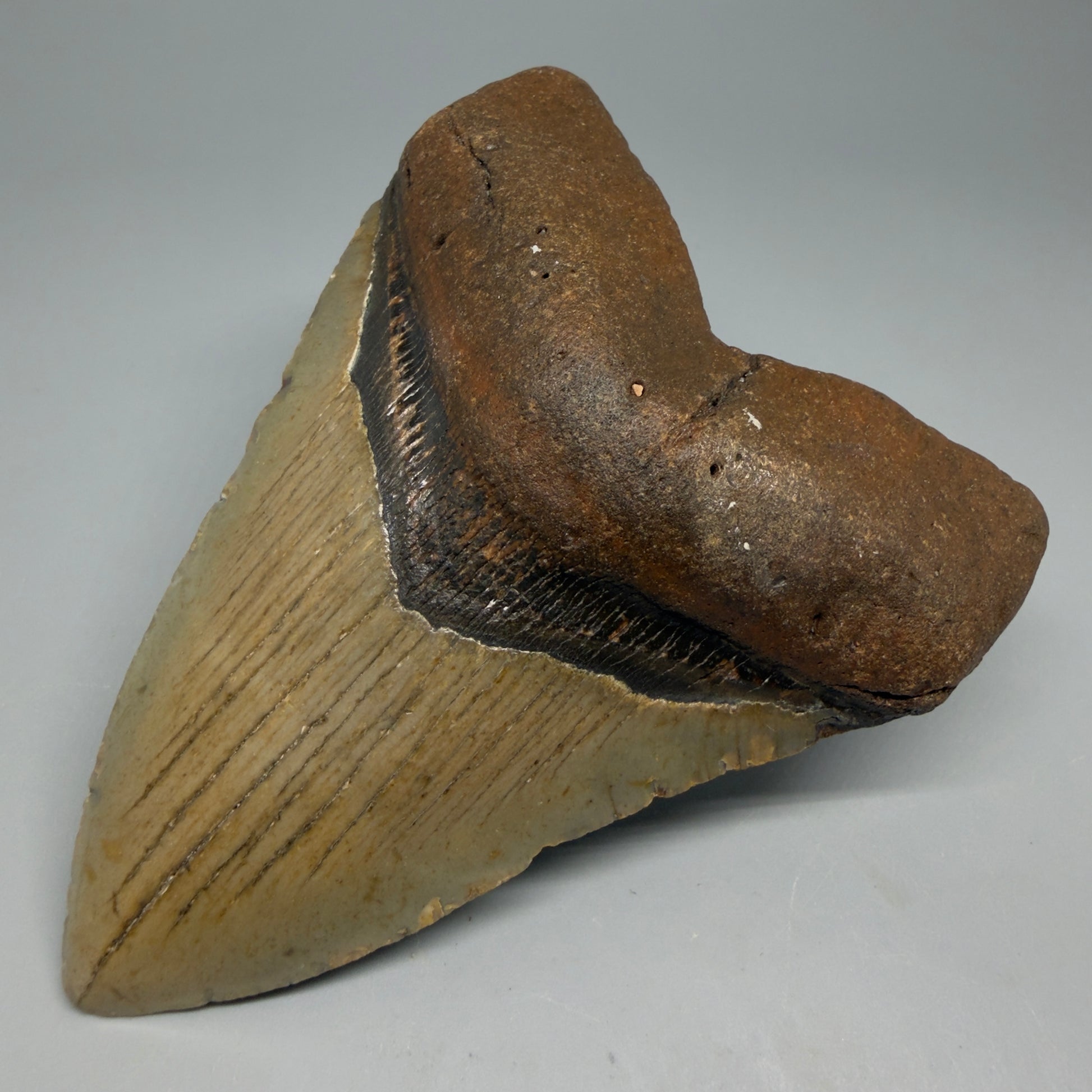 Front Right View Colorful 4.53" Authentic Megalodon Tooth – North Carolina Fossil | Carcharocles megalodon CM6315