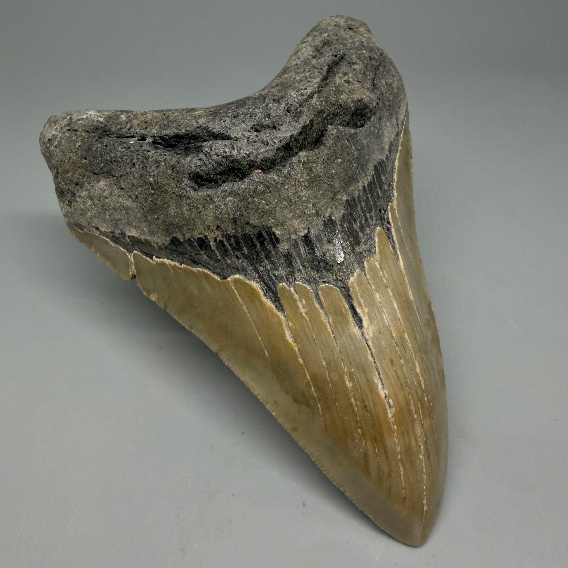 Front Left View Colorful 4.41" Authentic Megalodon Tooth – North Carolina Fossil | Carcharocles megalodon CM6312