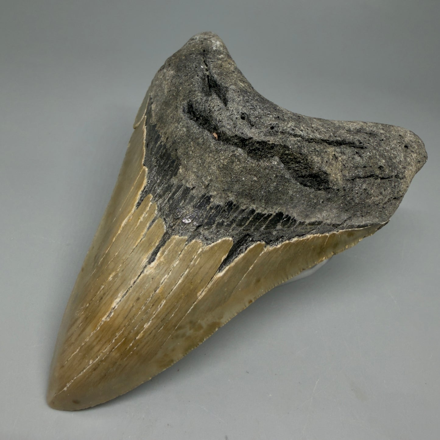 Front Right View Colorful 4.41" Authentic Megalodon Tooth – North Carolina Fossil | Carcharocles megalodon CM6312