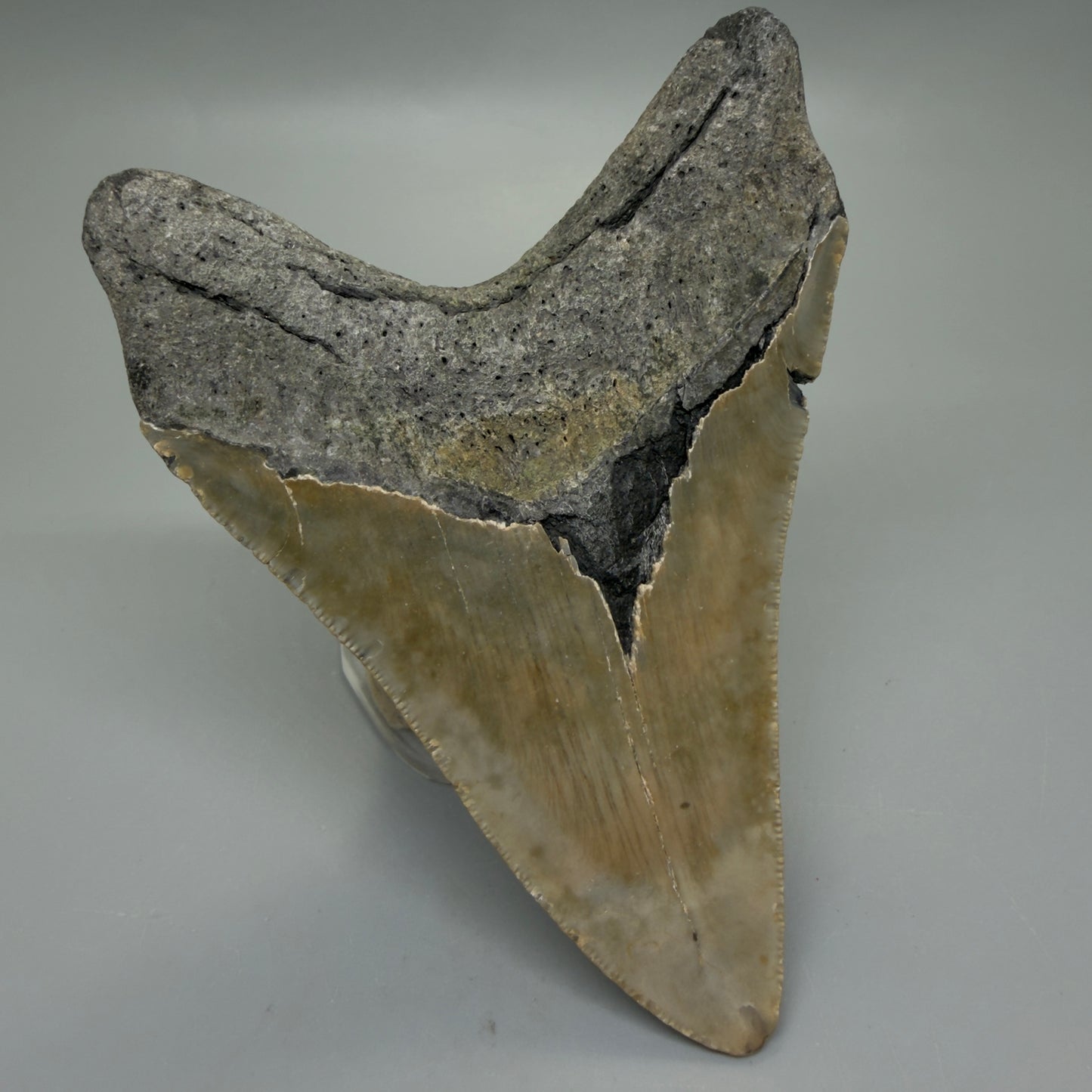 Back Left View Colorful 4.41" Authentic Megalodon Tooth – North Carolina Fossil | Carcharocles megalodon CM6312