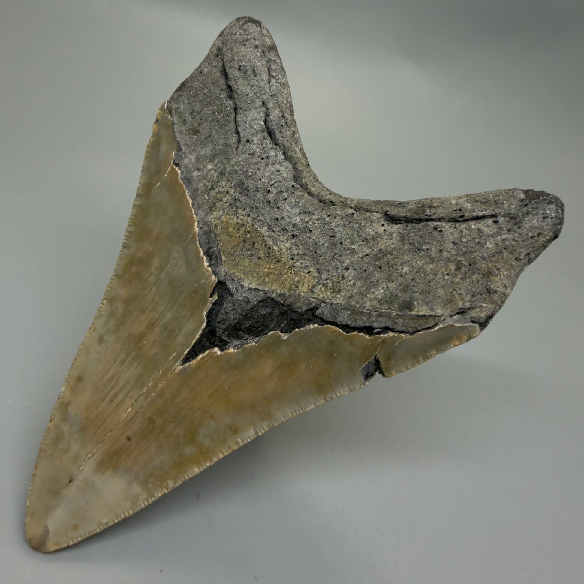 Back Right View Colorful 4.41" Authentic Megalodon Tooth – North Carolina Fossil | Carcharocles megalodon CM6312