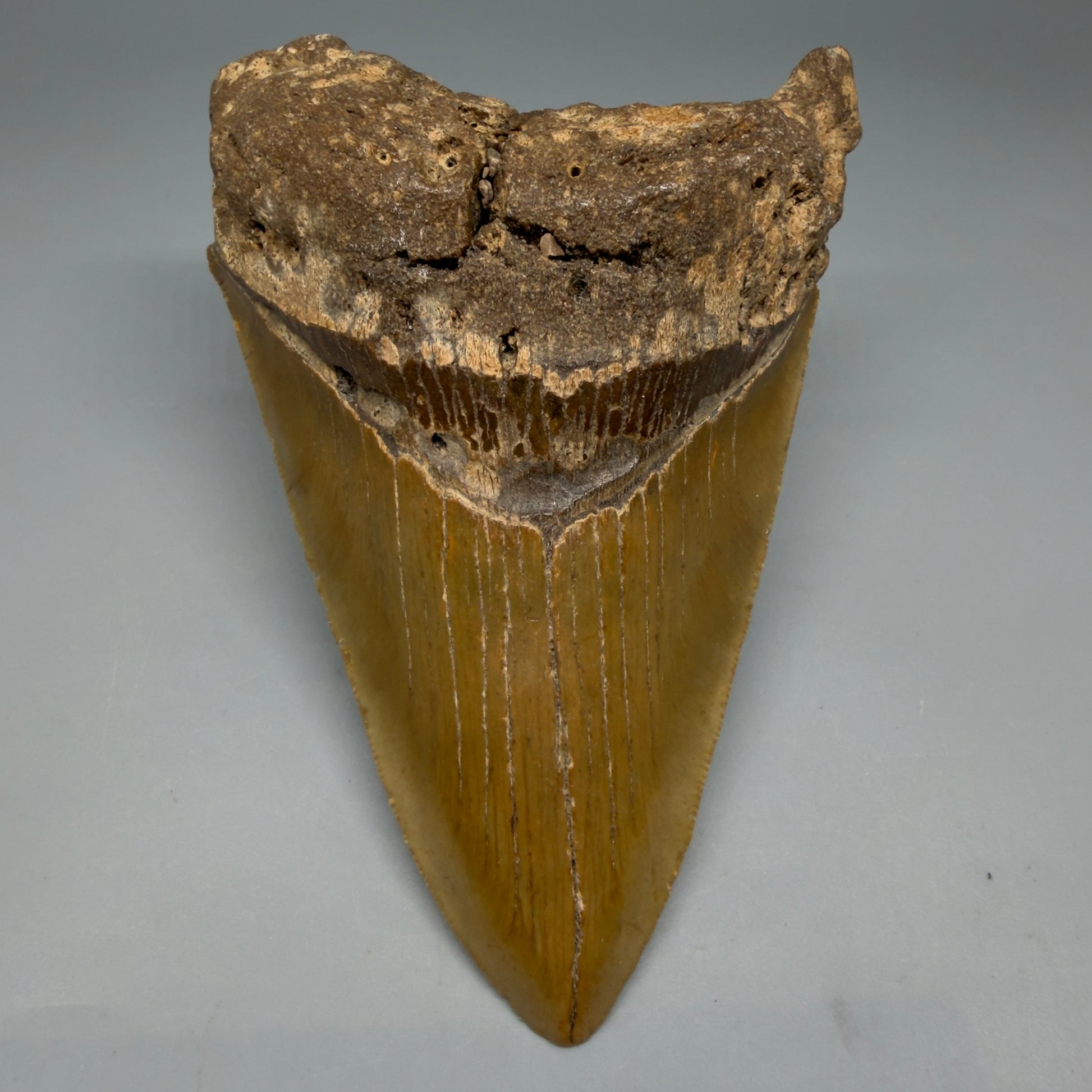 Front View Colorful 4.89" Authentic Megalodon Tooth – North Carolina Fossil | Carcharocles megalodon CM6316 - 1