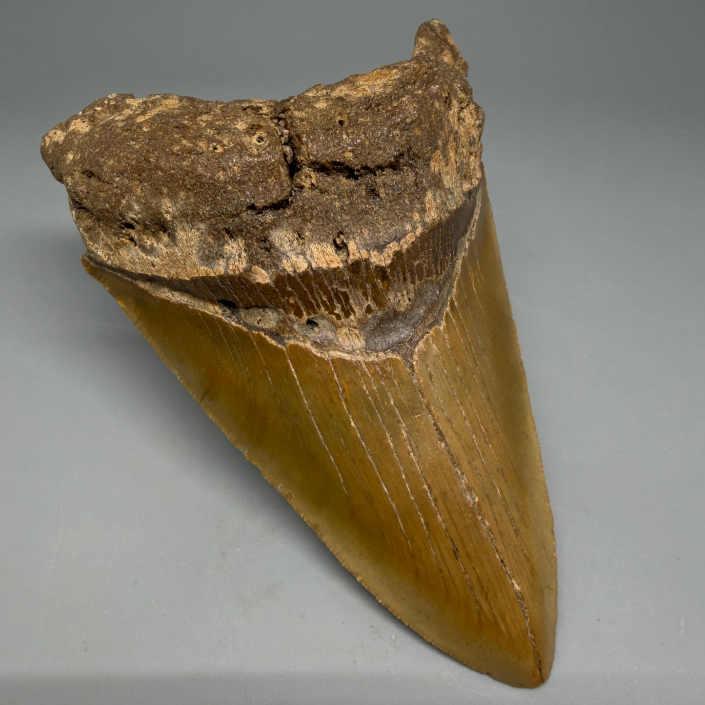 Front Left View Colorful 4.89" Authentic Megalodon Tooth – North Carolina Fossil | Carcharocles megalodon CM6316