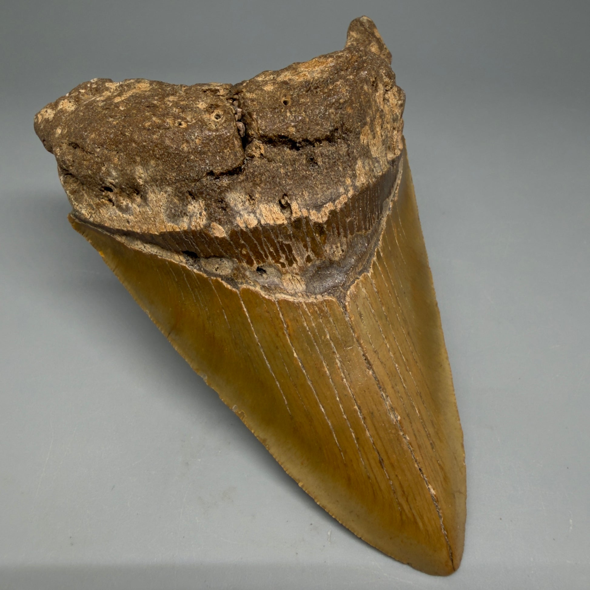 Front Left View Colorful 4.89" Authentic Megalodon Tooth – North Carolina Fossil | Carcharocles megalodon CM6316