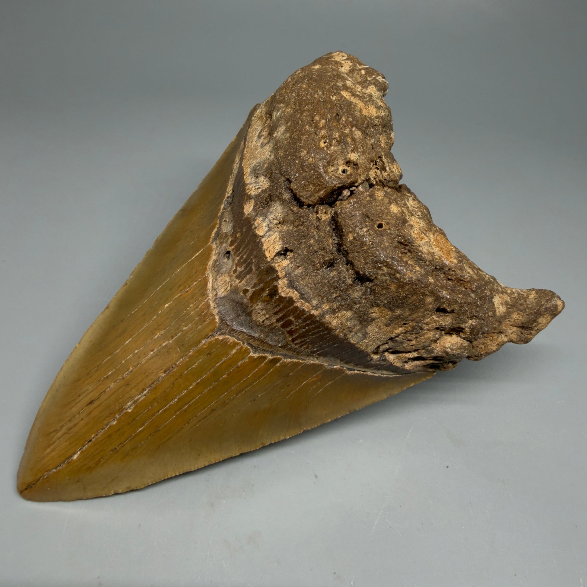 Front Right View Colorful 4.89" Authentic Megalodon Tooth – North Carolina Fossil | Carcharocles megalodon CM6316