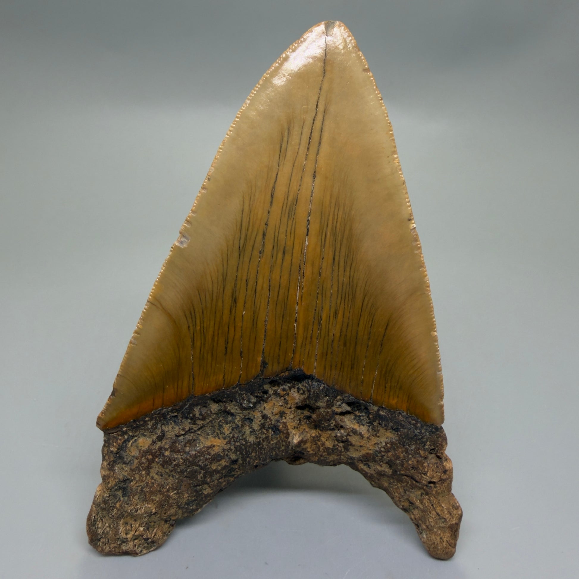 Back View Colorful 4.89" Authentic Megalodon Tooth – North Carolina Fossil | Carcharocles megalodon CM6316