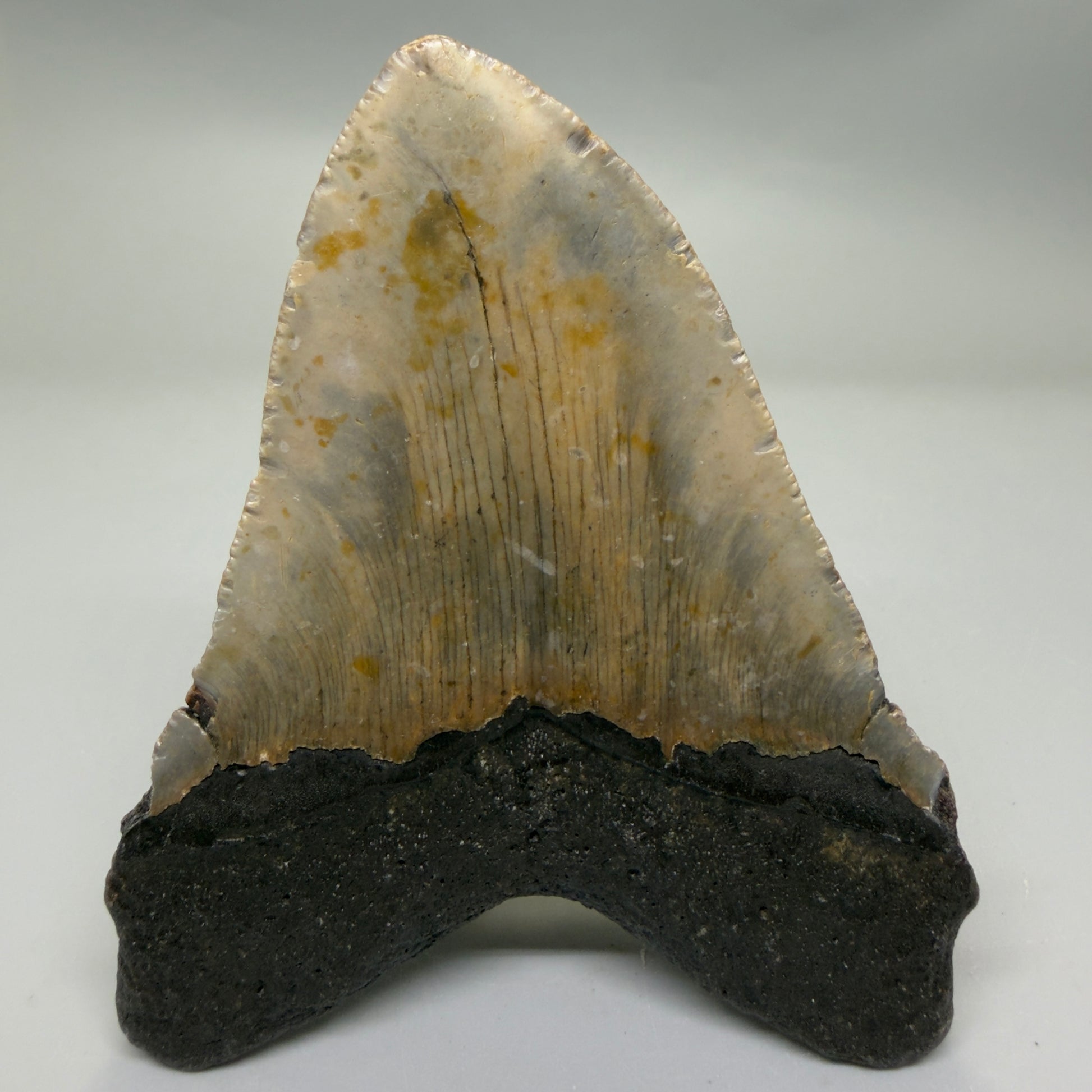 Back View Colorful 4.33" Authentic Megalodon Tooth – North Carolina Fossil | Carcharocles megalodon CM6311