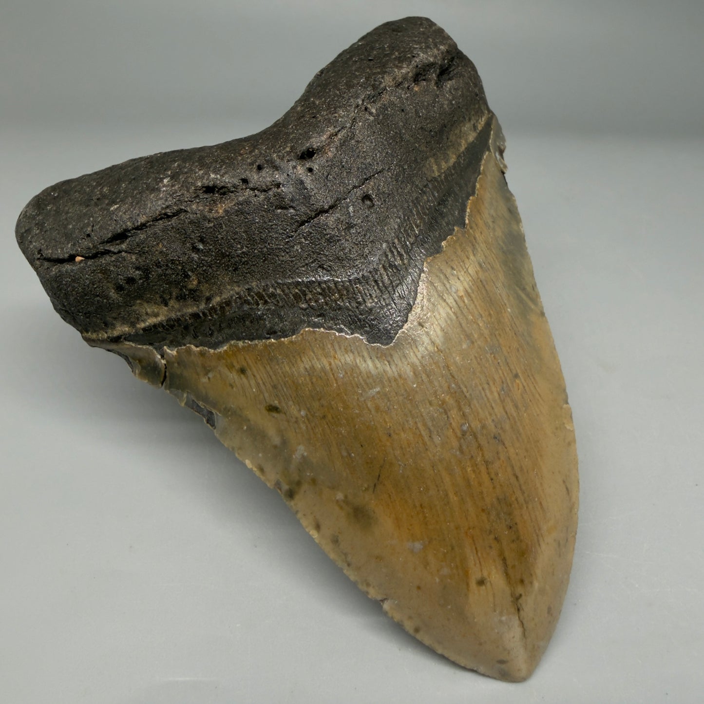 Front Left View Colorful 4.33" Authentic Megalodon Tooth – North Carolina Fossil | Carcharocles megalodon CM6311