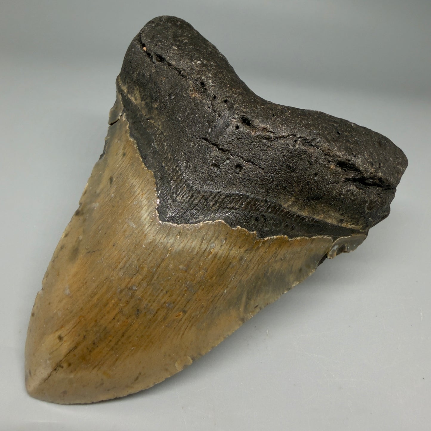 Front Right View Colorful 4.33" Authentic Megalodon Tooth – North Carolina Fossil | Carcharocles megalodon CM6311