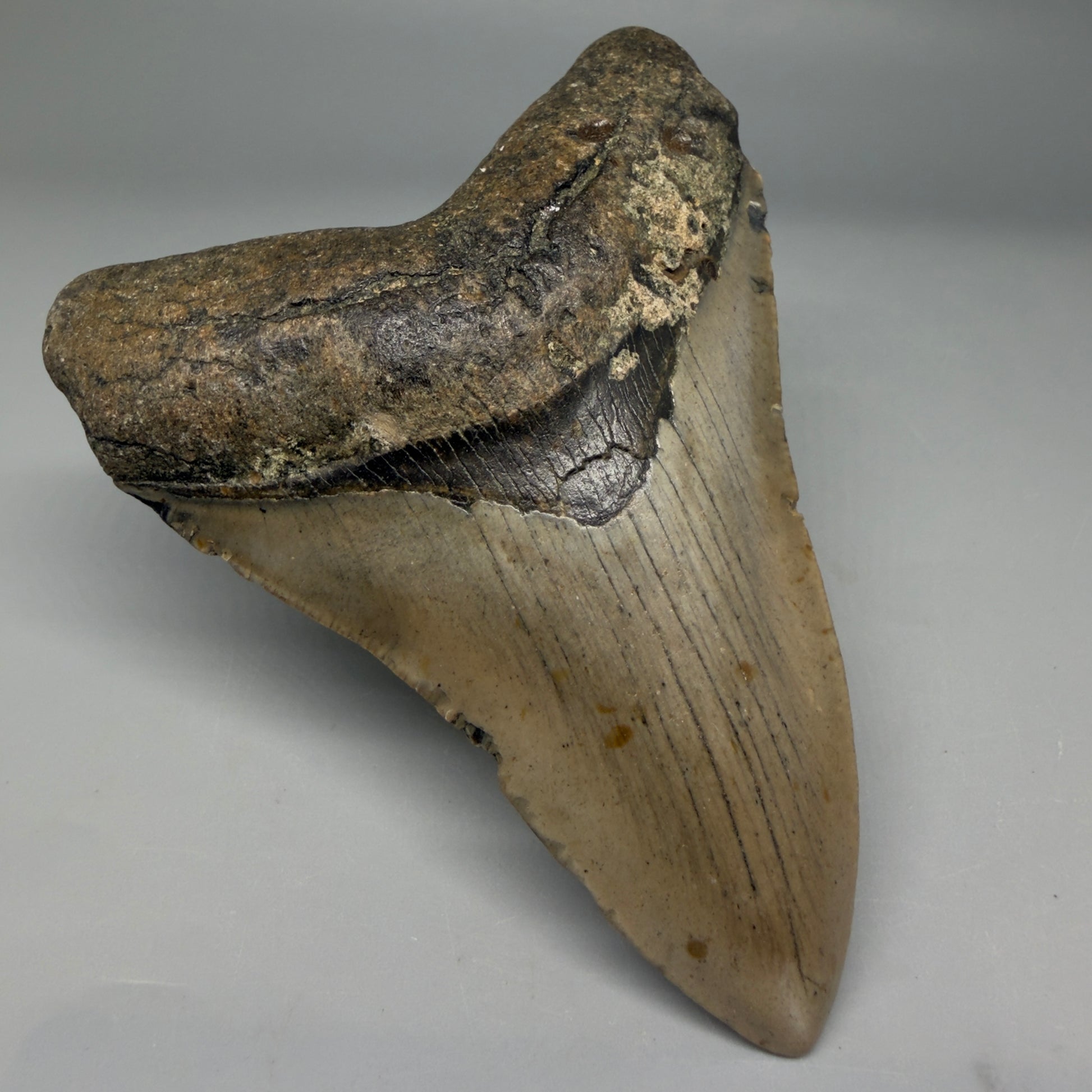 Front Left View Colorful 4.47" Authentic Megalodon Tooth – North Carolina Fossil | Carcharocles megalodon CM6313