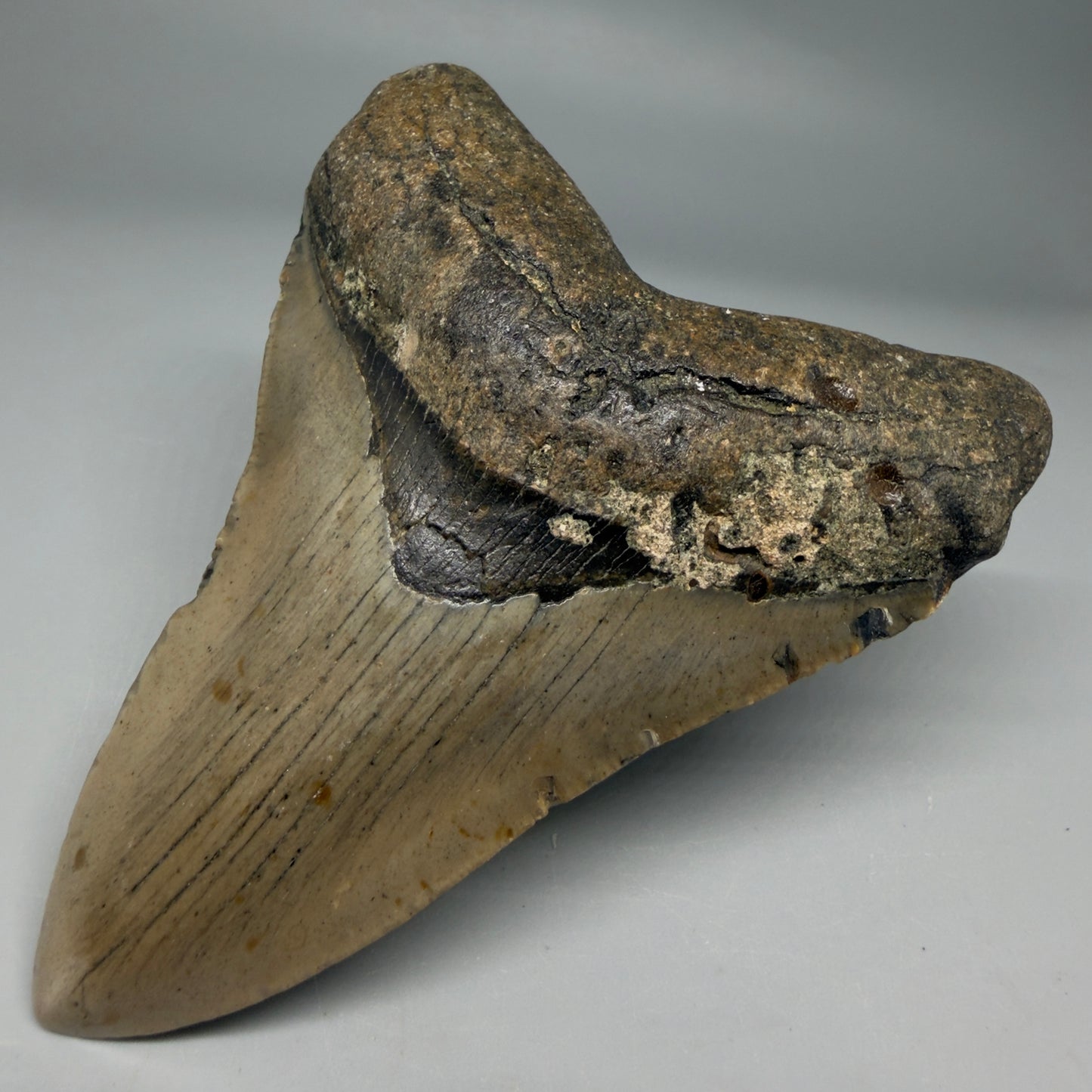 Front Right View Colorful 4.47" Authentic Megalodon Tooth – North Carolina Fossil | Carcharocles megalodon CM6313