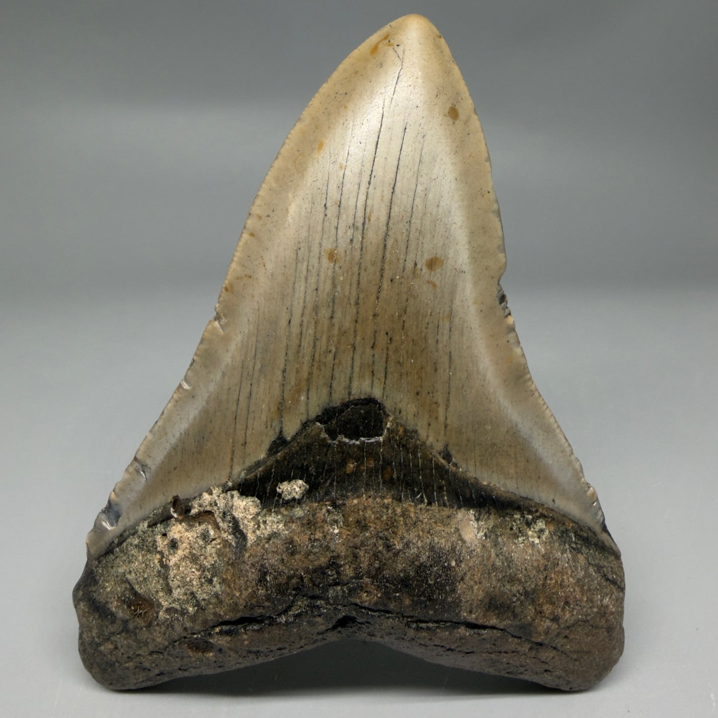 Front View Colorful 4.47" Authentic Megalodon Tooth – North Carolina Fossil | Carcharocles megalodon CM6313 - 1