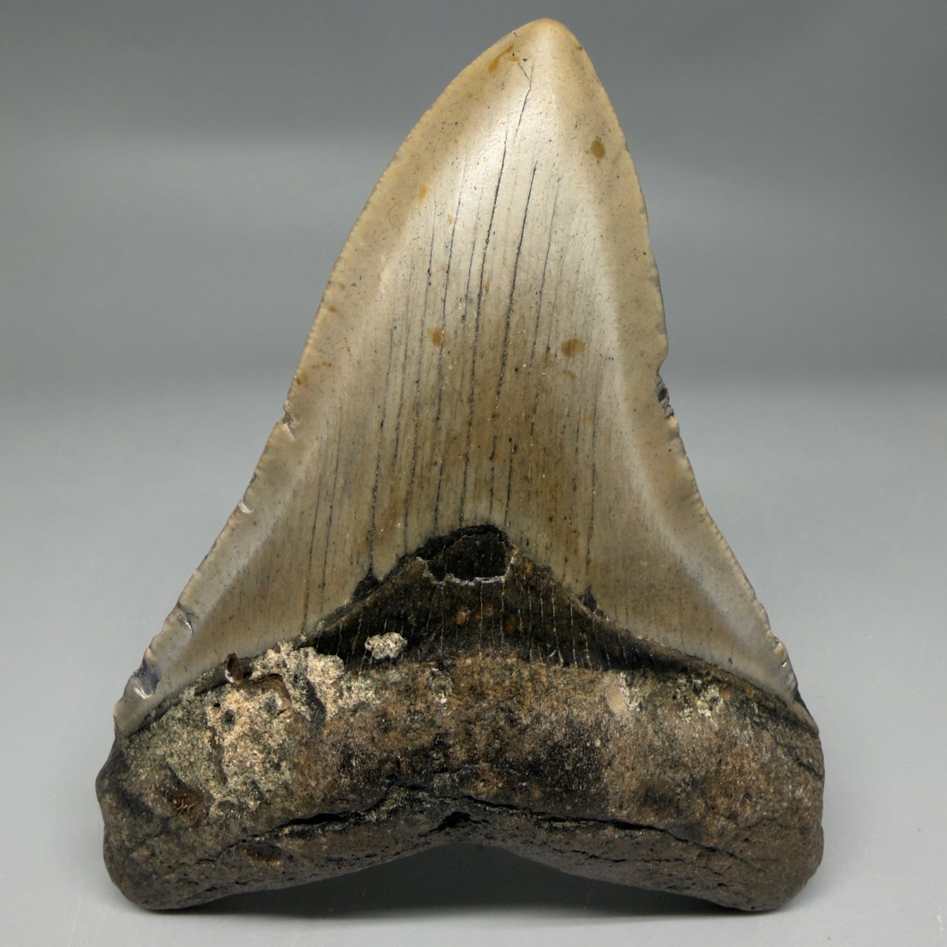 Front View Colorful 4.47" Authentic Megalodon Tooth – North Carolina Fossil | Carcharocles megalodon CM6313 - 1