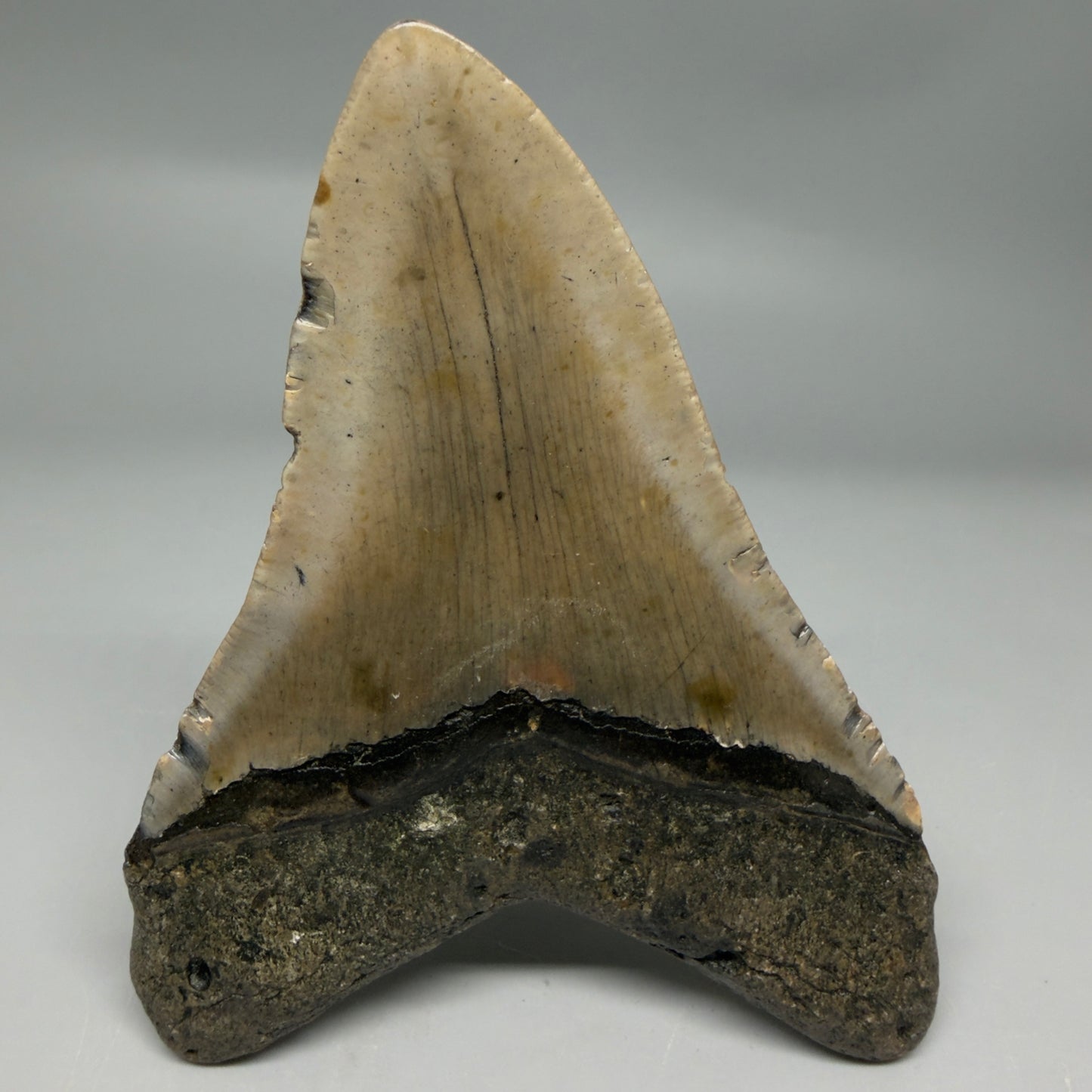 Back View Colorful 4.47" Authentic Megalodon Tooth – North Carolina Fossil | Carcharocles megalodon CM6313