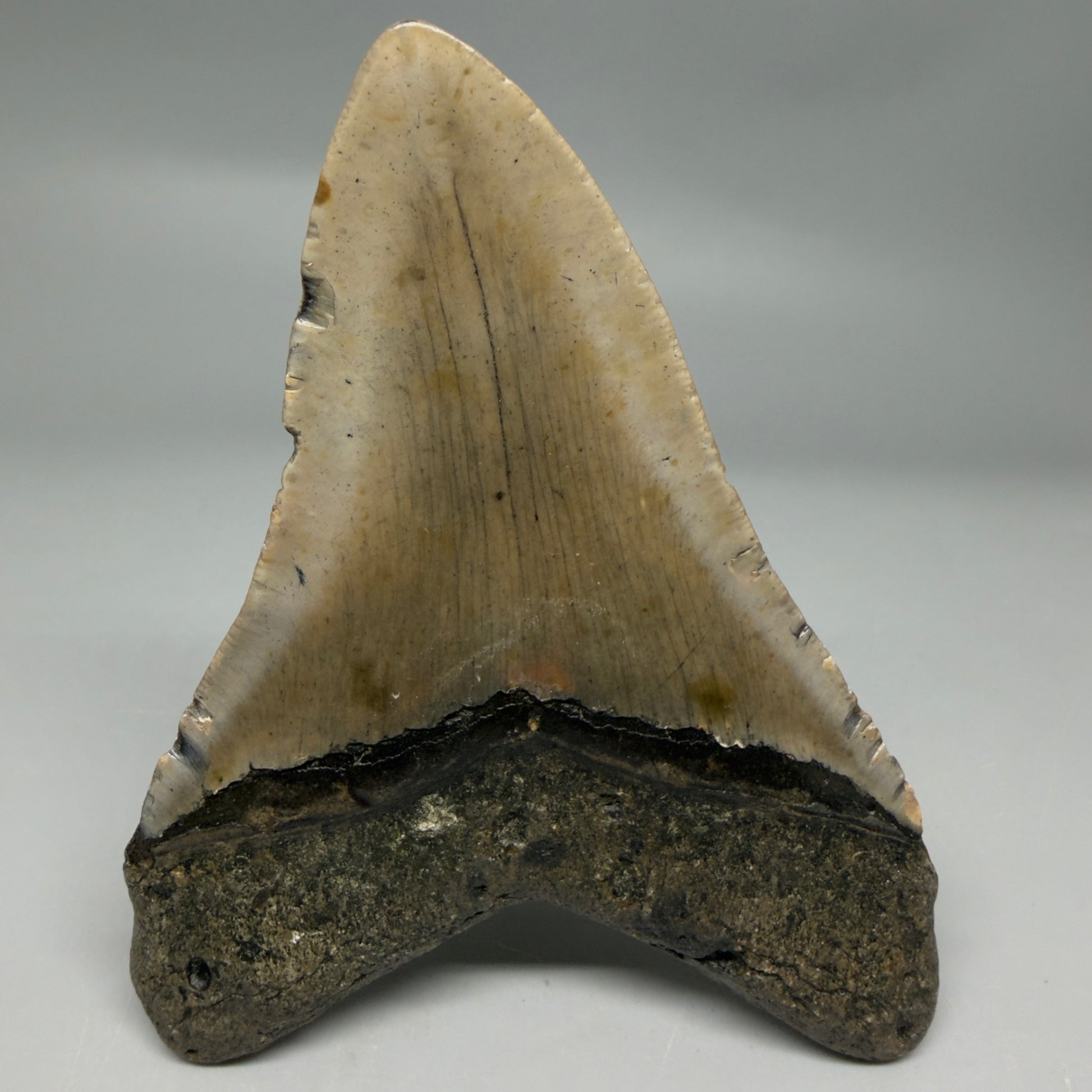 Back View Colorful 4.47" Authentic Megalodon Tooth – North Carolina Fossil | Carcharocles megalodon CM6313