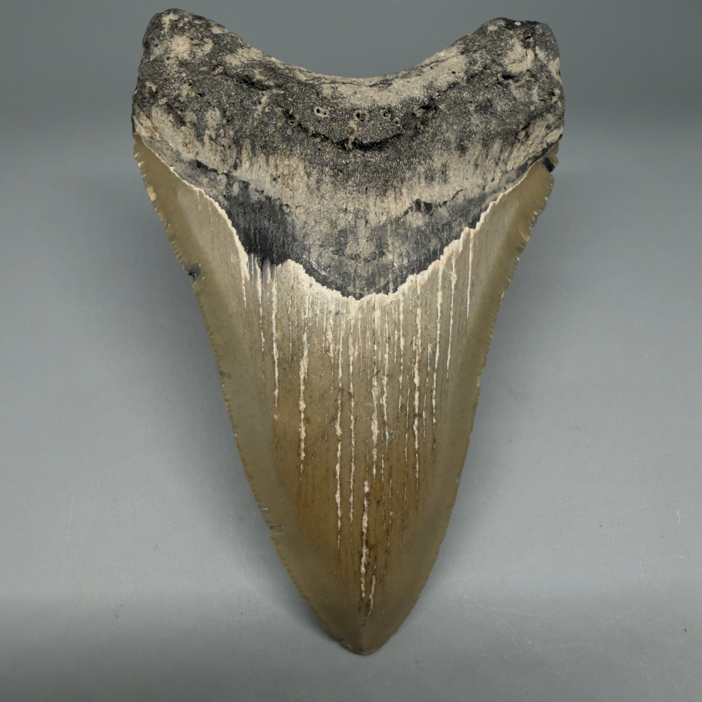 Front View Colorful 4.49" Authentic Megalodon Tooth – North Carolina Fossil | Carcharocles megalodon CM6314 - 1