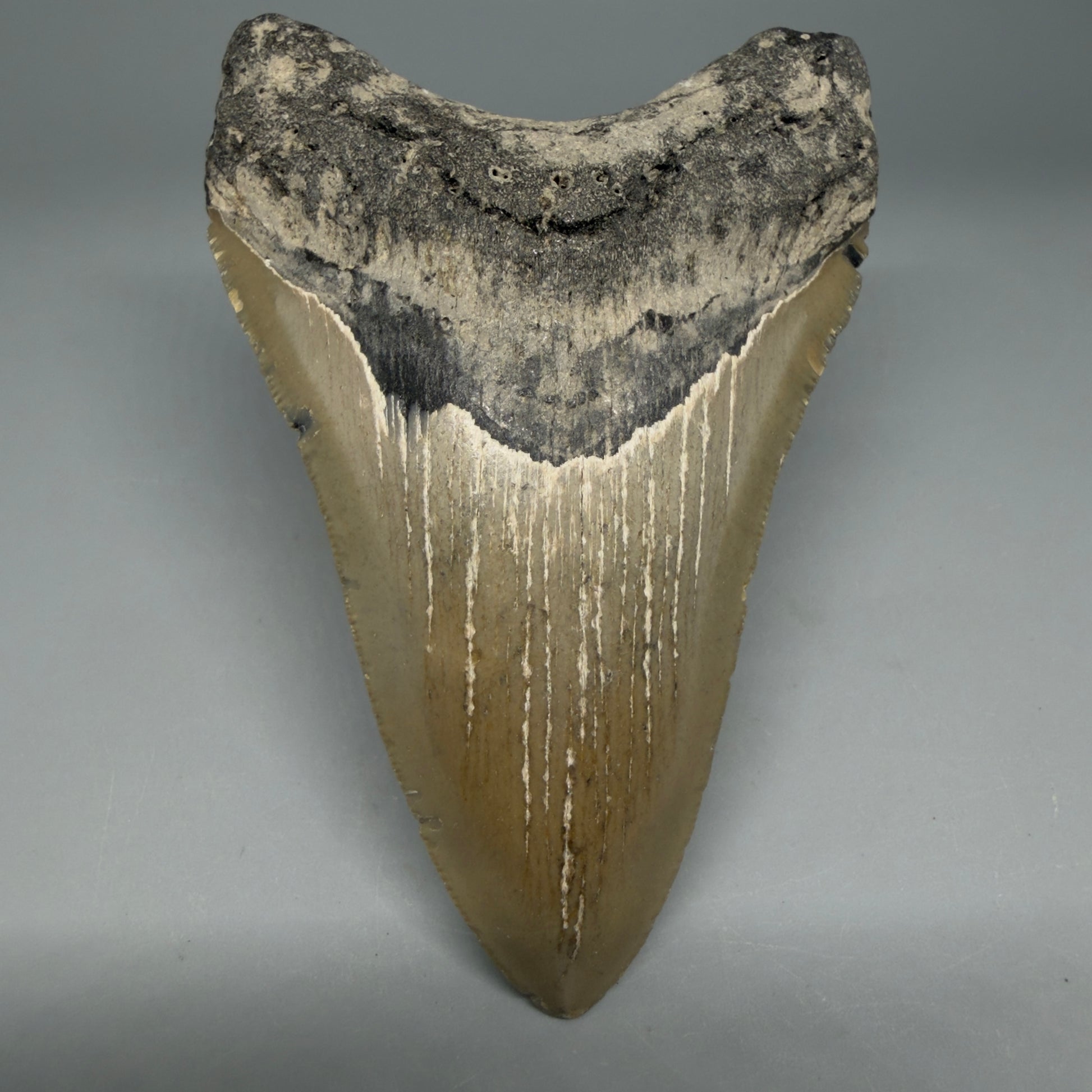 Front View Colorful 4.49" Authentic Megalodon Tooth – North Carolina Fossil | Carcharocles megalodon CM6314 - 1