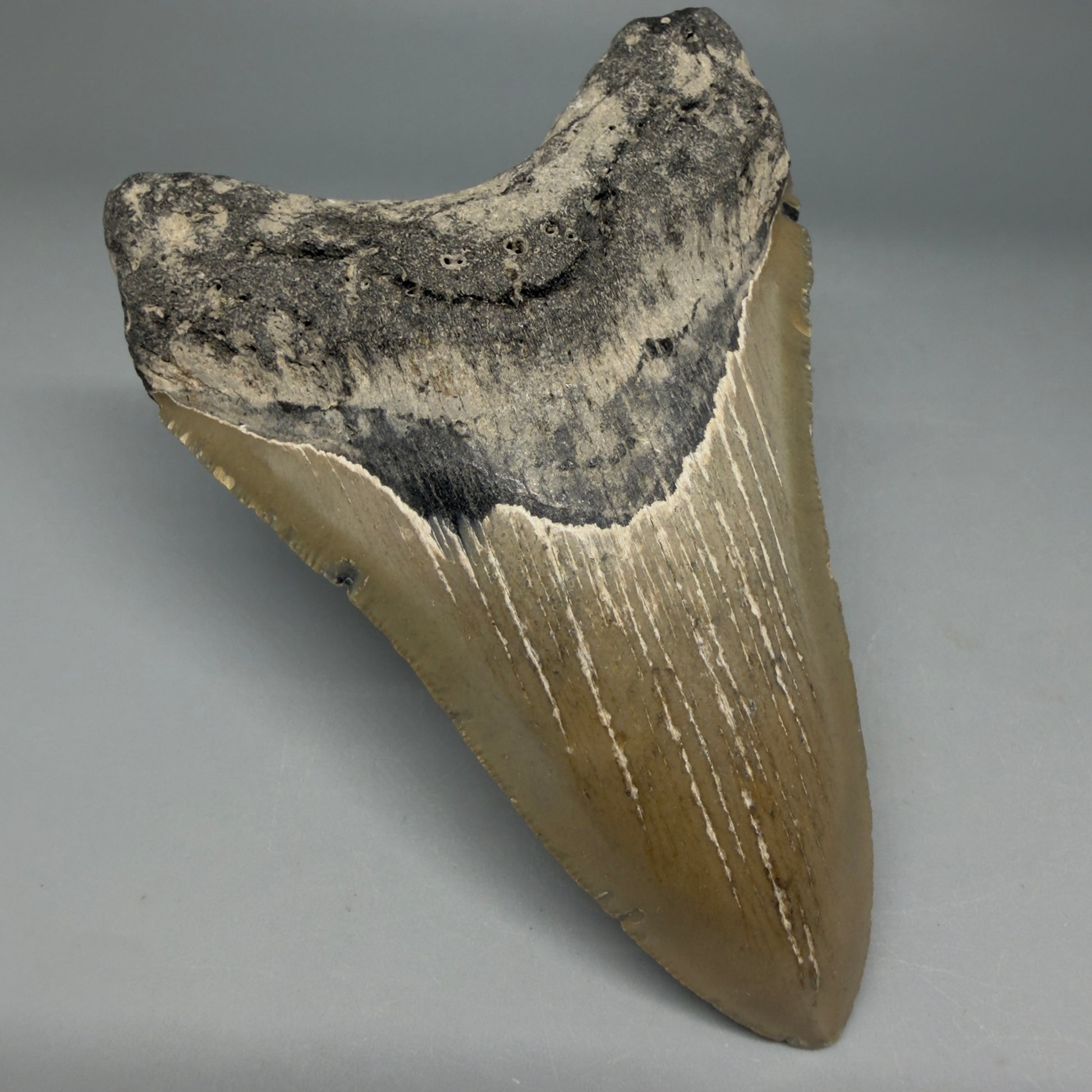 Front Left View Colorful 4.49" Authentic Megalodon Tooth – North Carolina Fossil | Carcharocles megalodon CM6314