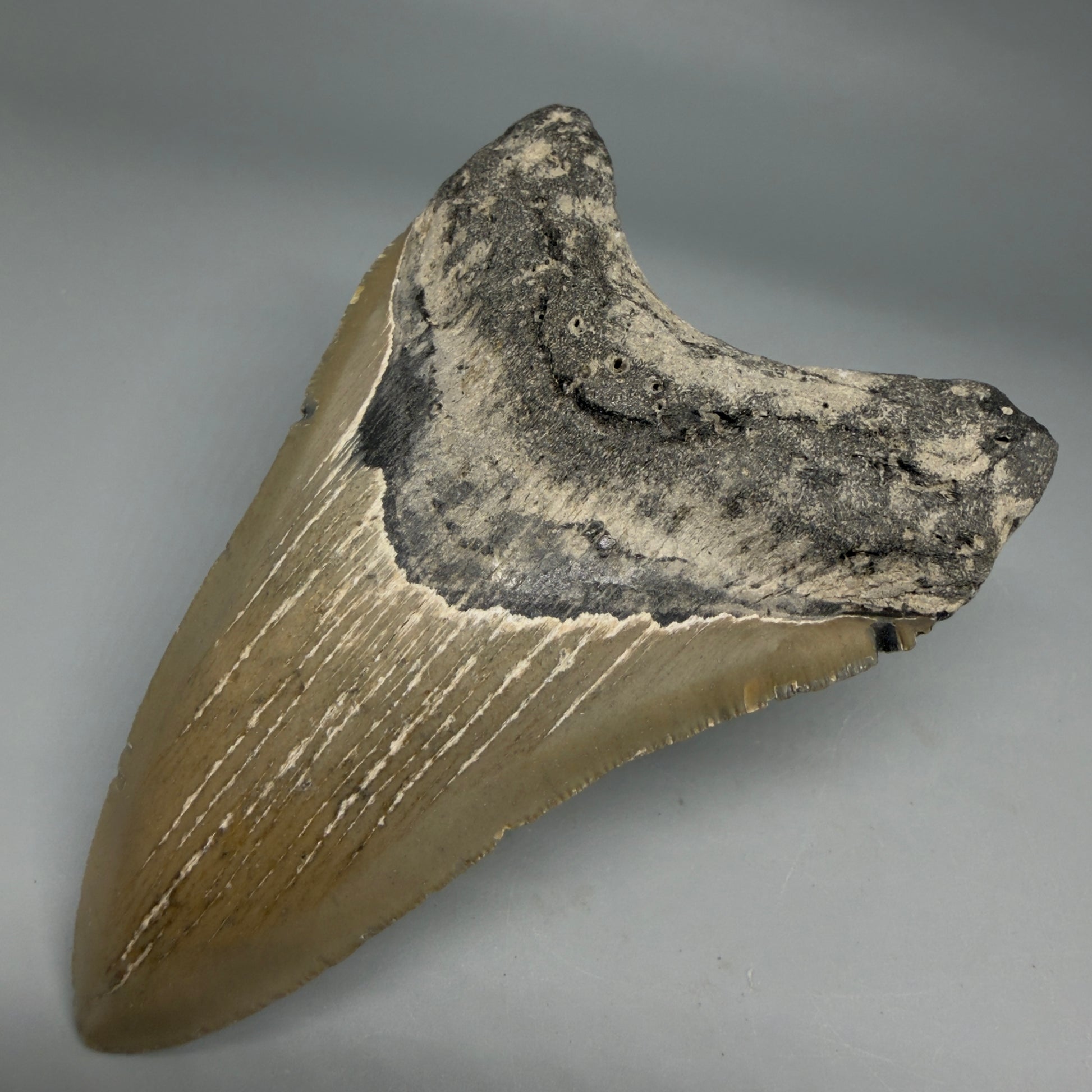 Front Right View Colorful 4.49" Authentic Megalodon Tooth – North Carolina Fossil | Carcharocles megalodon CM6314