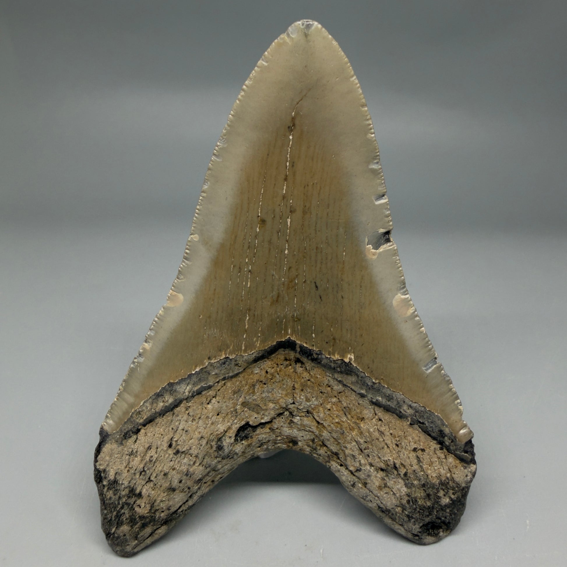 Back View Colorful 4.49" Authentic Megalodon Tooth – North Carolina Fossil | Carcharocles megalodon CM6314