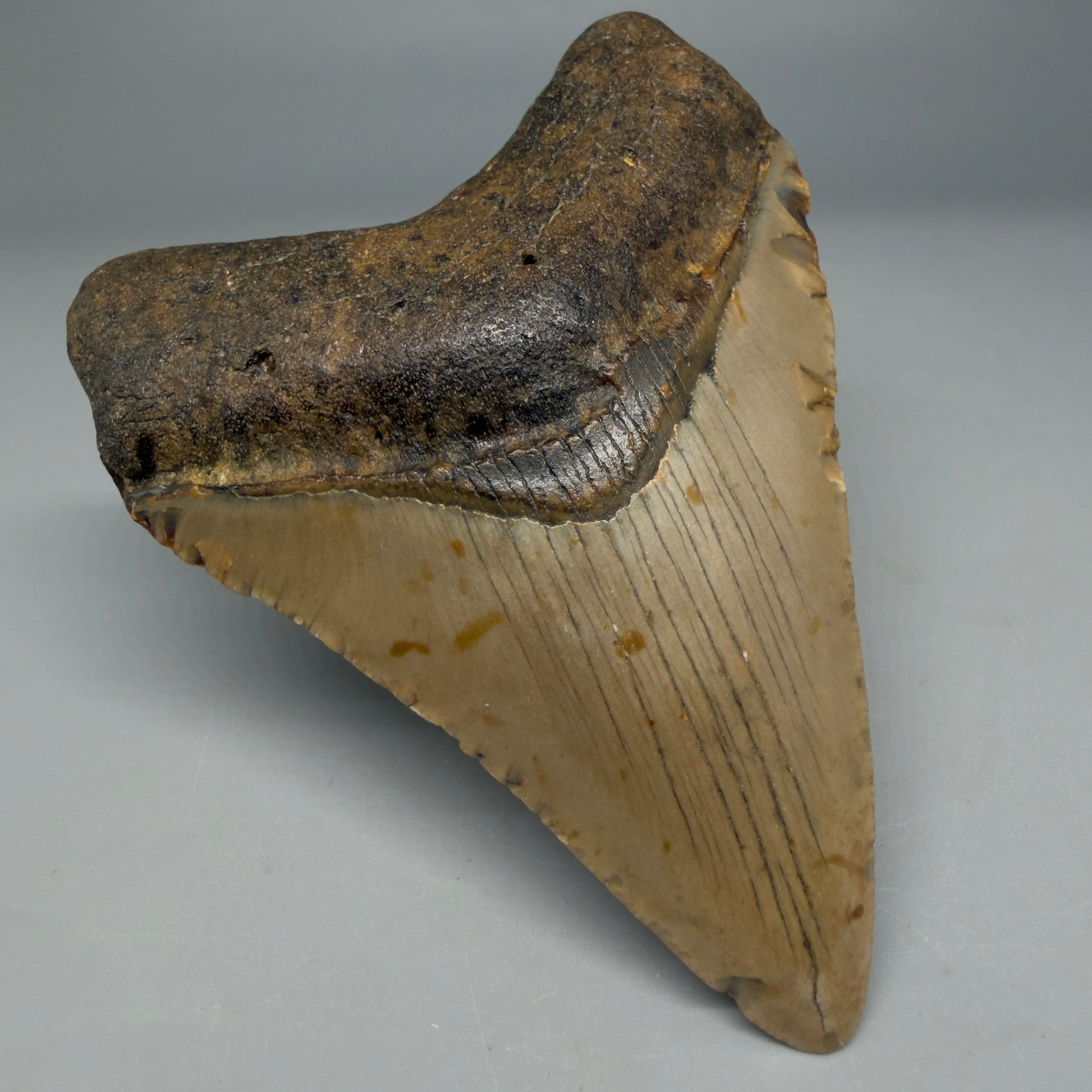 Front Left View Colorful 4.02" Authentic Megalodon Tooth – North Carolina Fossil | Carcharocles megalodon CM6309
