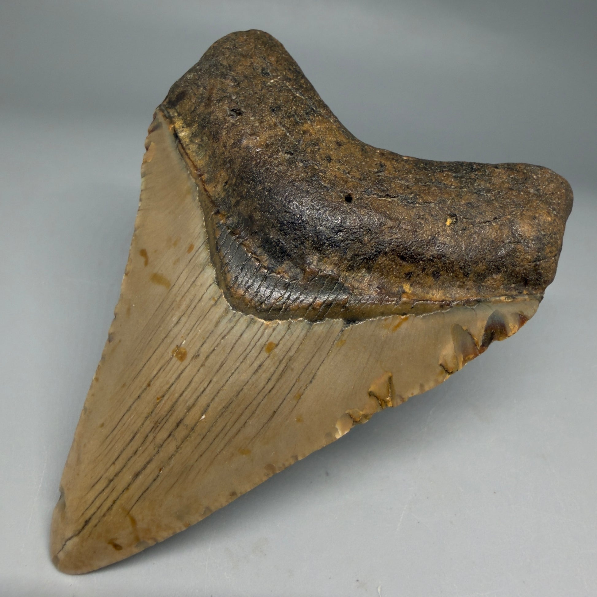 Front Right View Colorful 4.02" Authentic Megalodon Tooth – North Carolina Fossil | Carcharocles megalodon CM6309