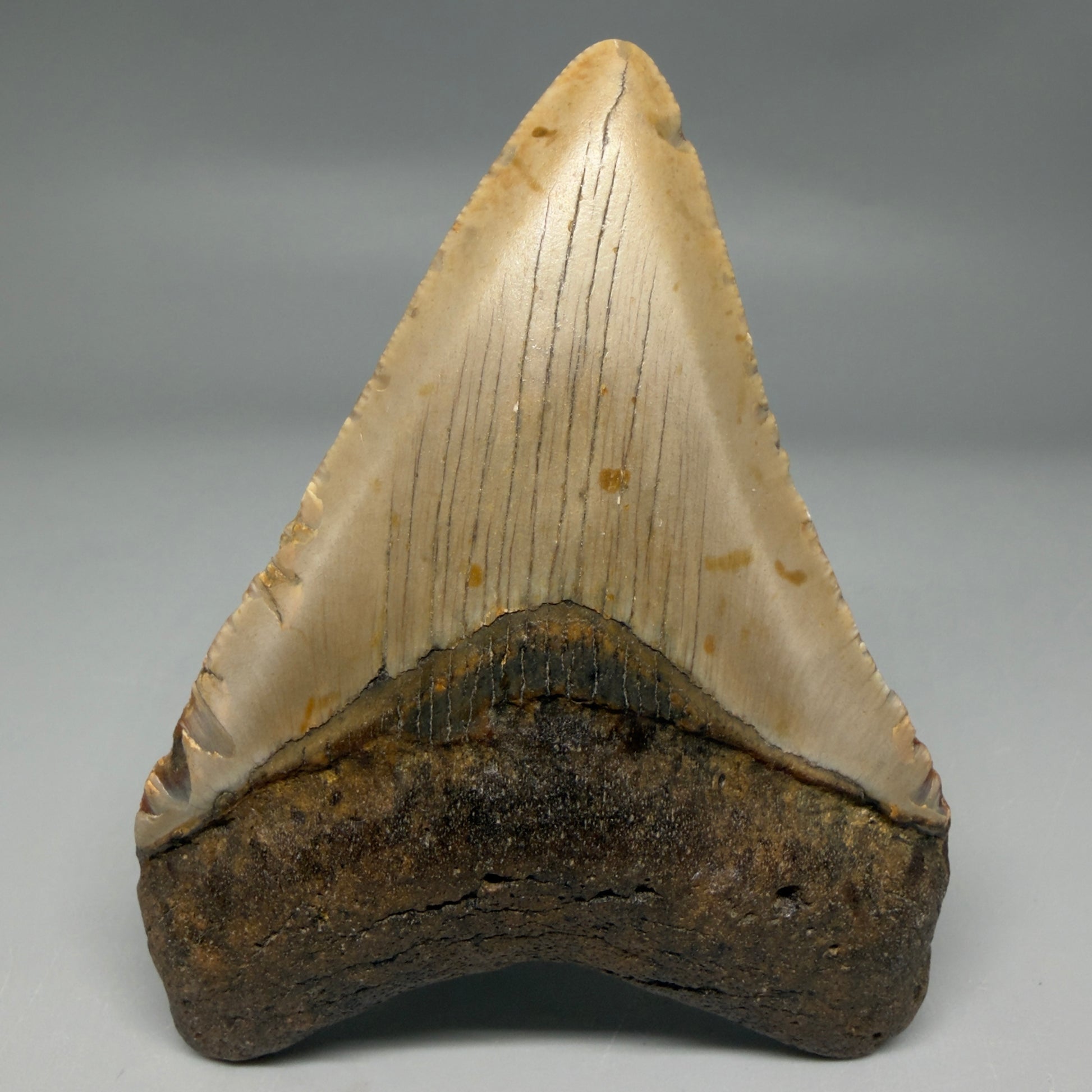 Front View Colorful 4.02" Authentic Megalodon Tooth – North Carolina Fossil | Carcharocles megalodon CM6309 - 1