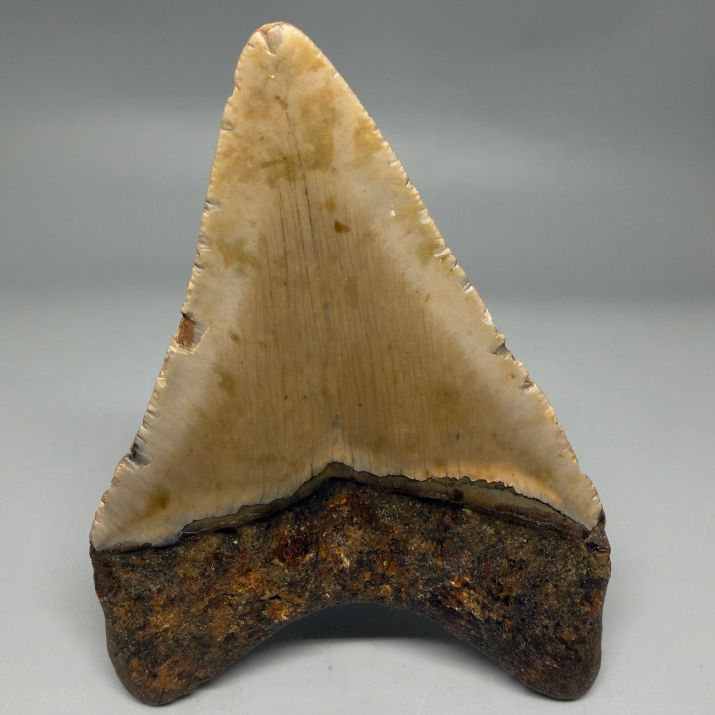 Back View Colorful 4.02" Authentic Megalodon Tooth – North Carolina Fossil | Carcharocles megalodon CM6309