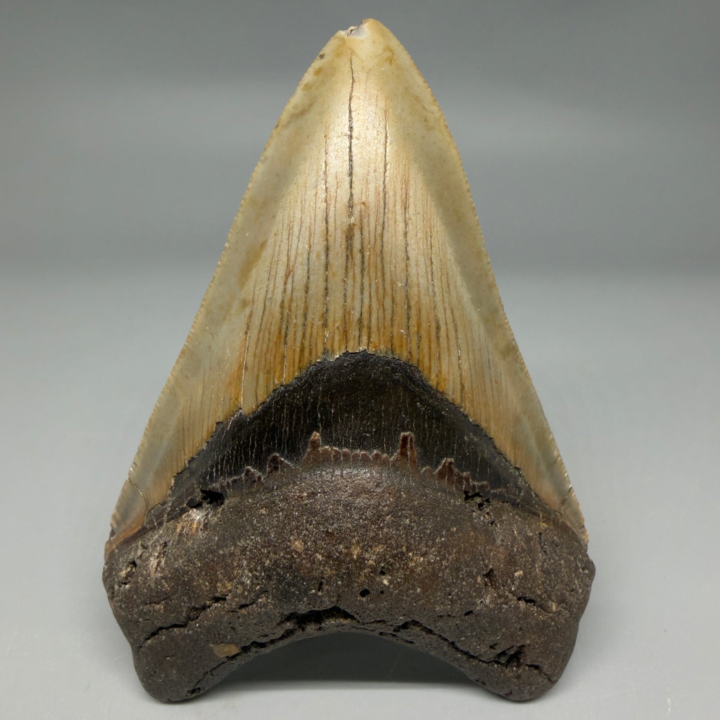 Front View Colorful 4.04" Authentic Megalodon Tooth – North Carolina Fossil | Carcharocles megalodon CM6310 - 1