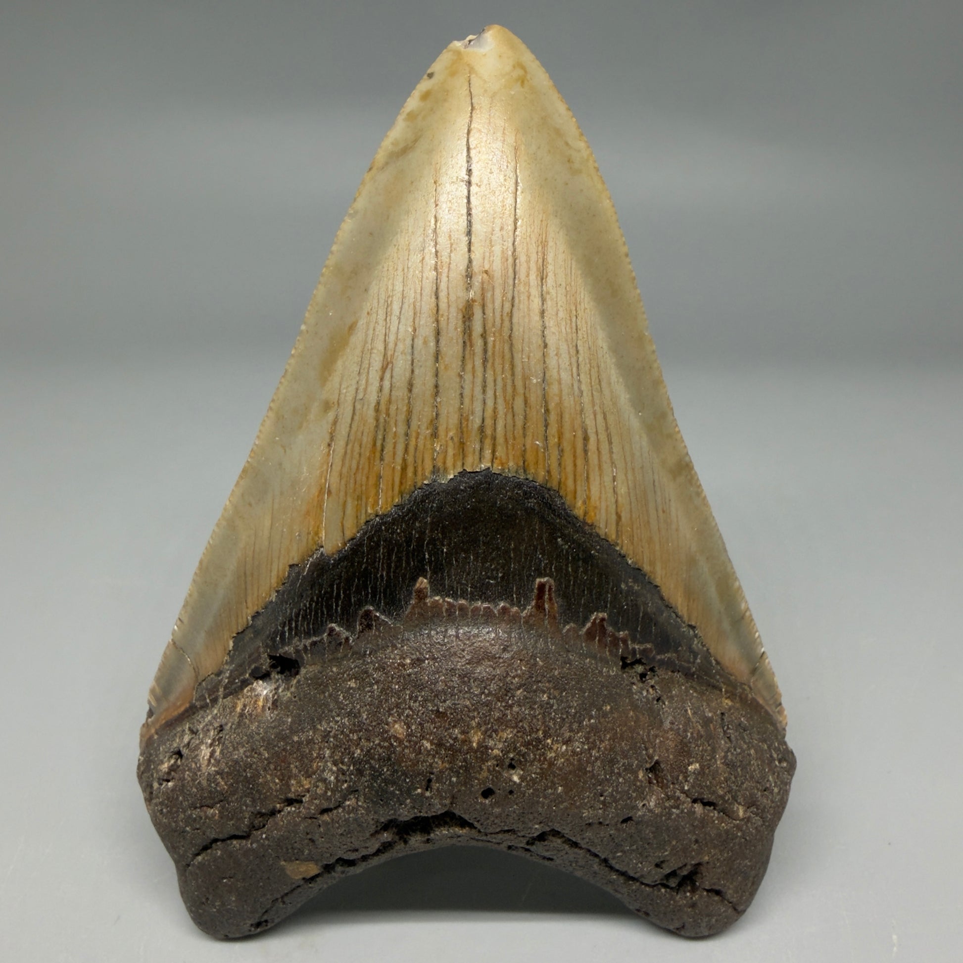 Front View Colorful 4.04" Authentic Megalodon Tooth – North Carolina Fossil | Carcharocles megalodon CM6310 - 1