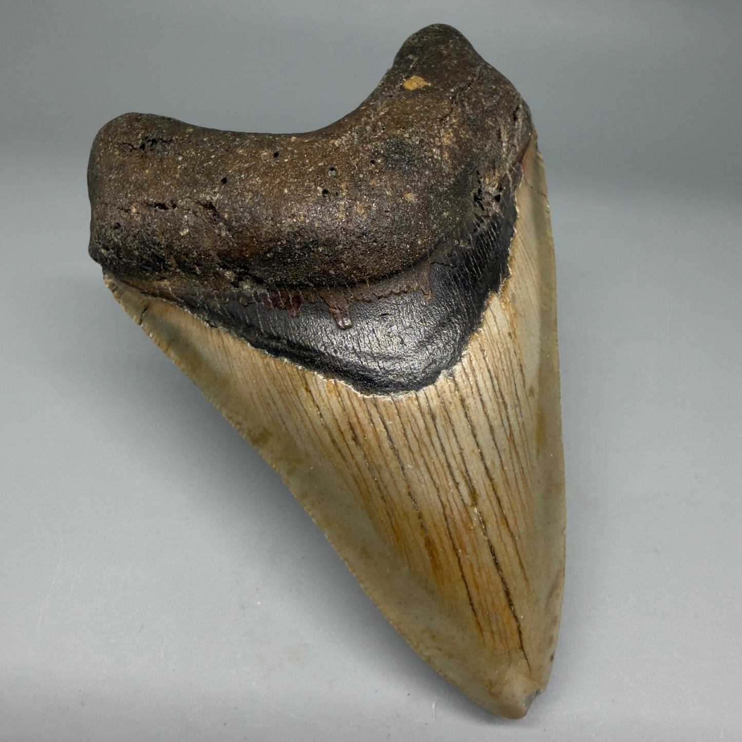 Front Left View Colorful 4.04" Authentic Megalodon Tooth – North Carolina Fossil | Carcharocles megalodon CM6310