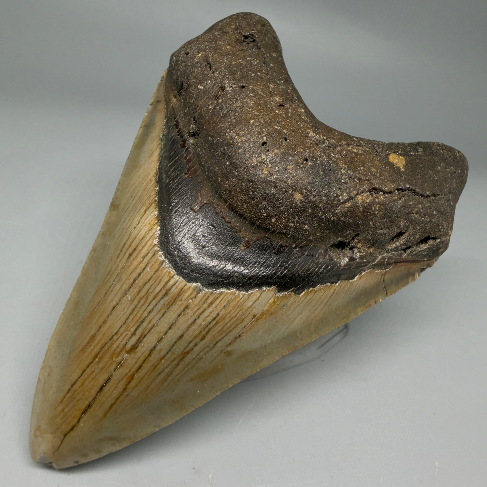 Front Right View Colorful 4.04" Authentic Megalodon Tooth – North Carolina Fossil | Carcharocles megalodon CM6310