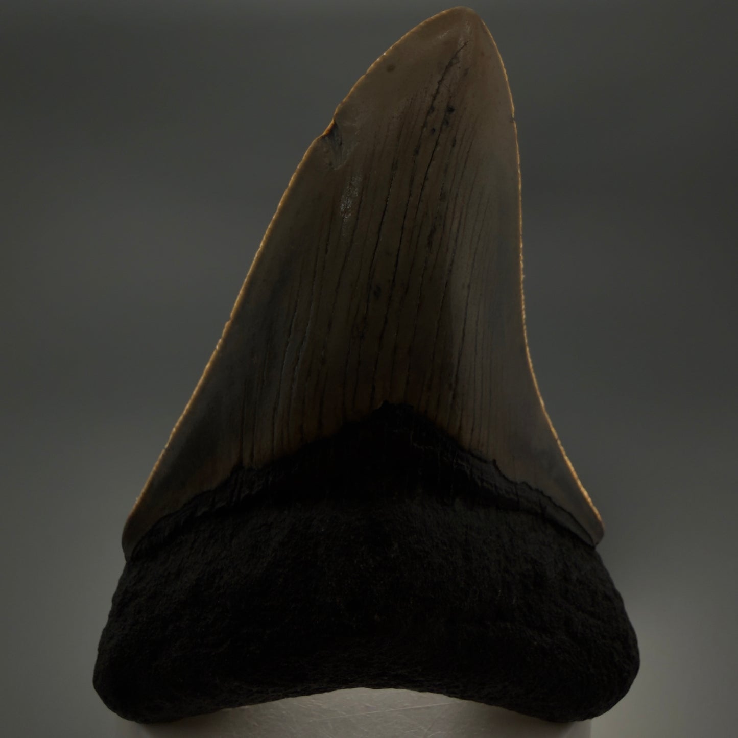 Front View Colorful 3.86" Fossil Megalodon Tooth from North Carolina - megalodonteeth.com CM6308 - 1