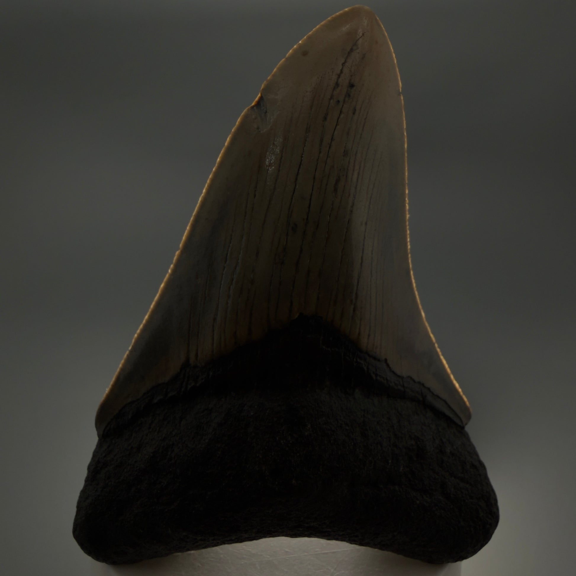 Front View Colorful 3.86" Fossil Megalodon Tooth from North Carolina - megalodonteeth.com CM6308 - 1