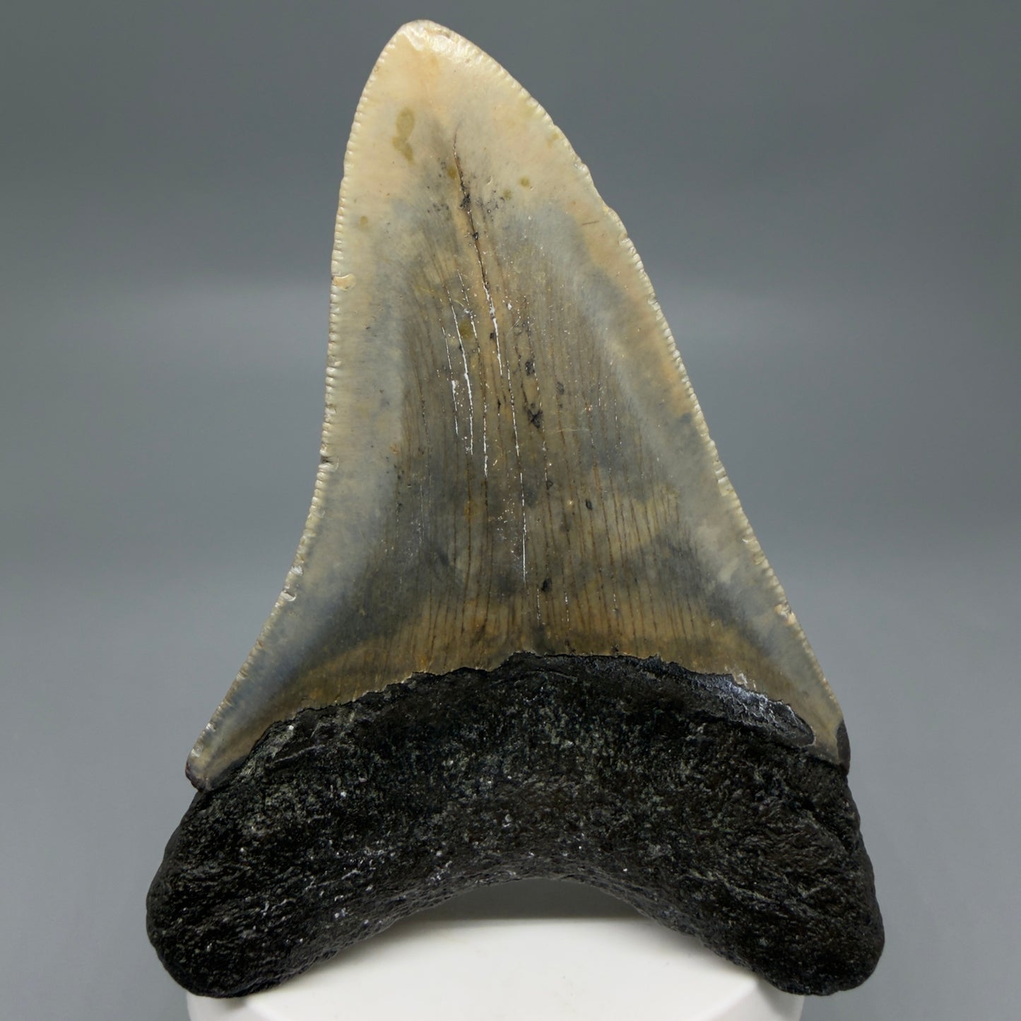 Back View Colorful 3.86" Fossil Megalodon Tooth from North Carolina - megalodonteeth.com CM6308