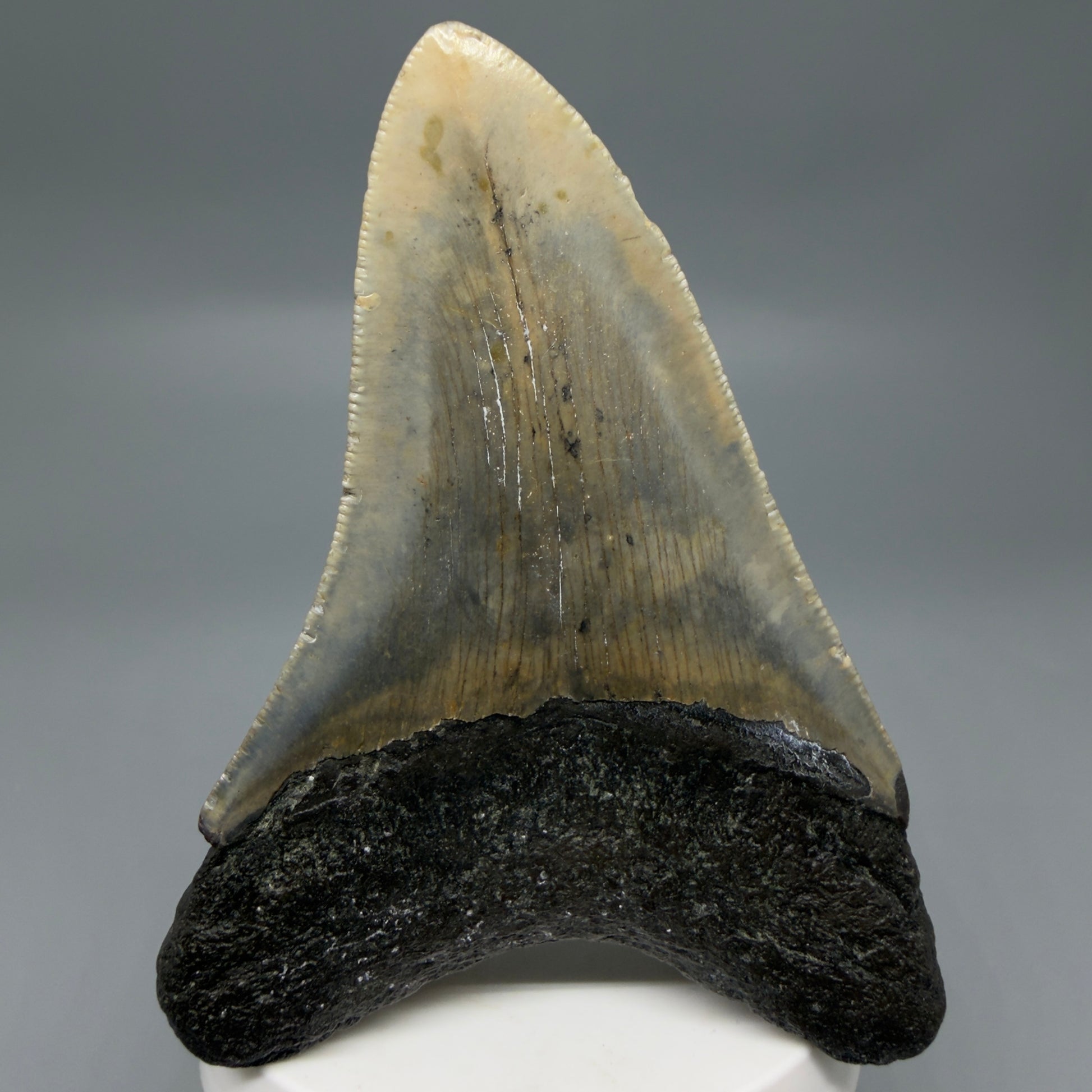 Back View Colorful 3.86" Fossil Megalodon Tooth from North Carolina - megalodonteeth.com CM6308