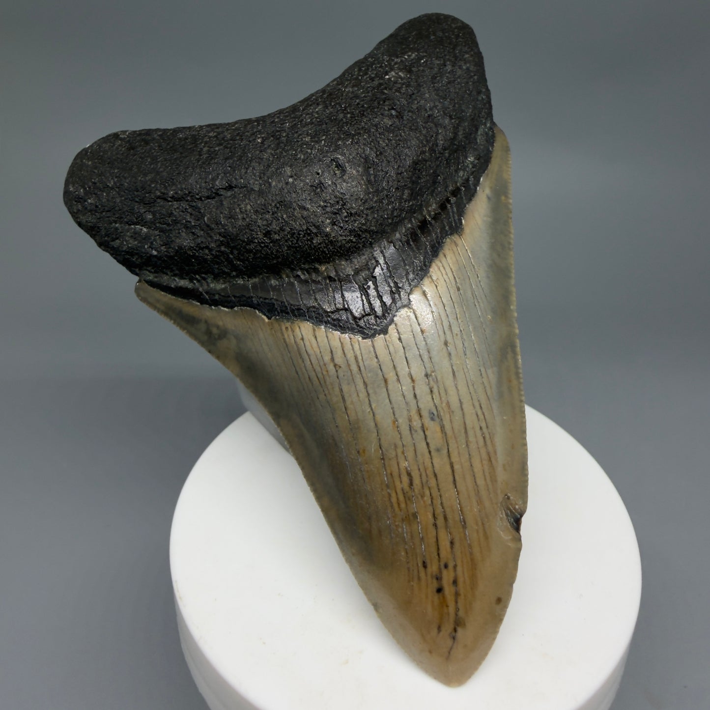 Front Left View Colorful 3.86" Fossil Megalodon Tooth from North Carolina - megalodonteeth.com CM6308