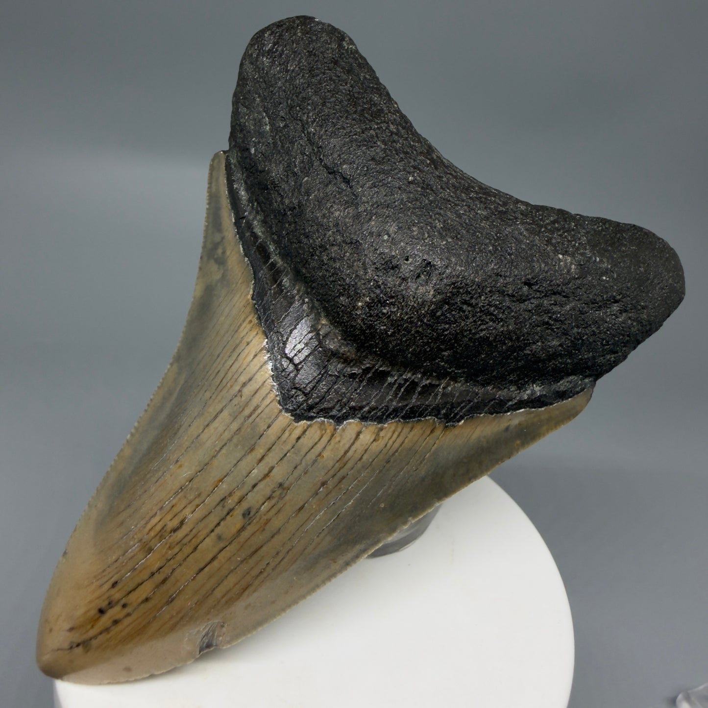 Front Right View Colorful 3.86" Fossil Megalodon Tooth from North Carolina - megalodonteeth.com CM6308