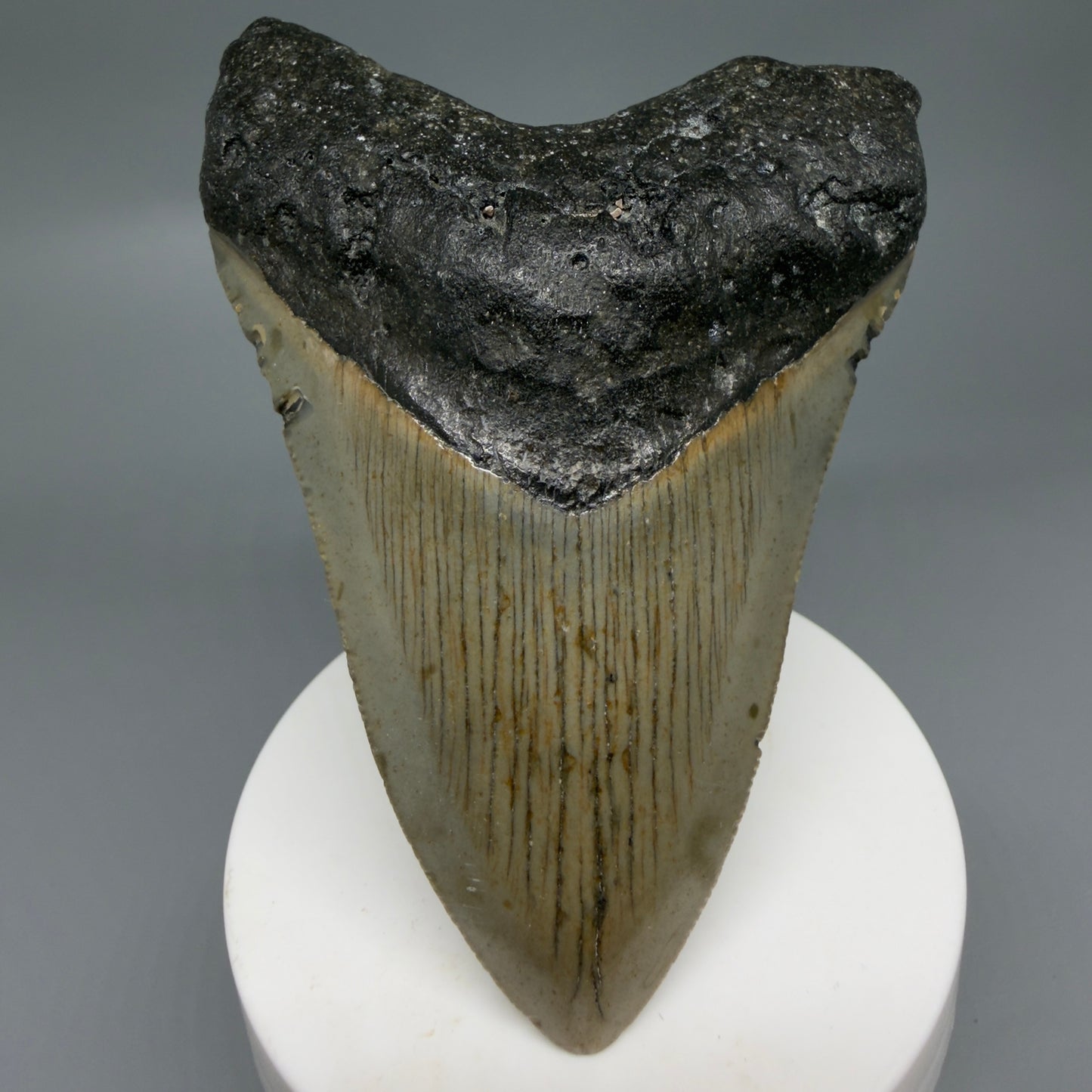 Front View Colorful 3.86" Fossil Megalodon Tooth from North Carolina - megalodonteeth.com CM6307 - 1