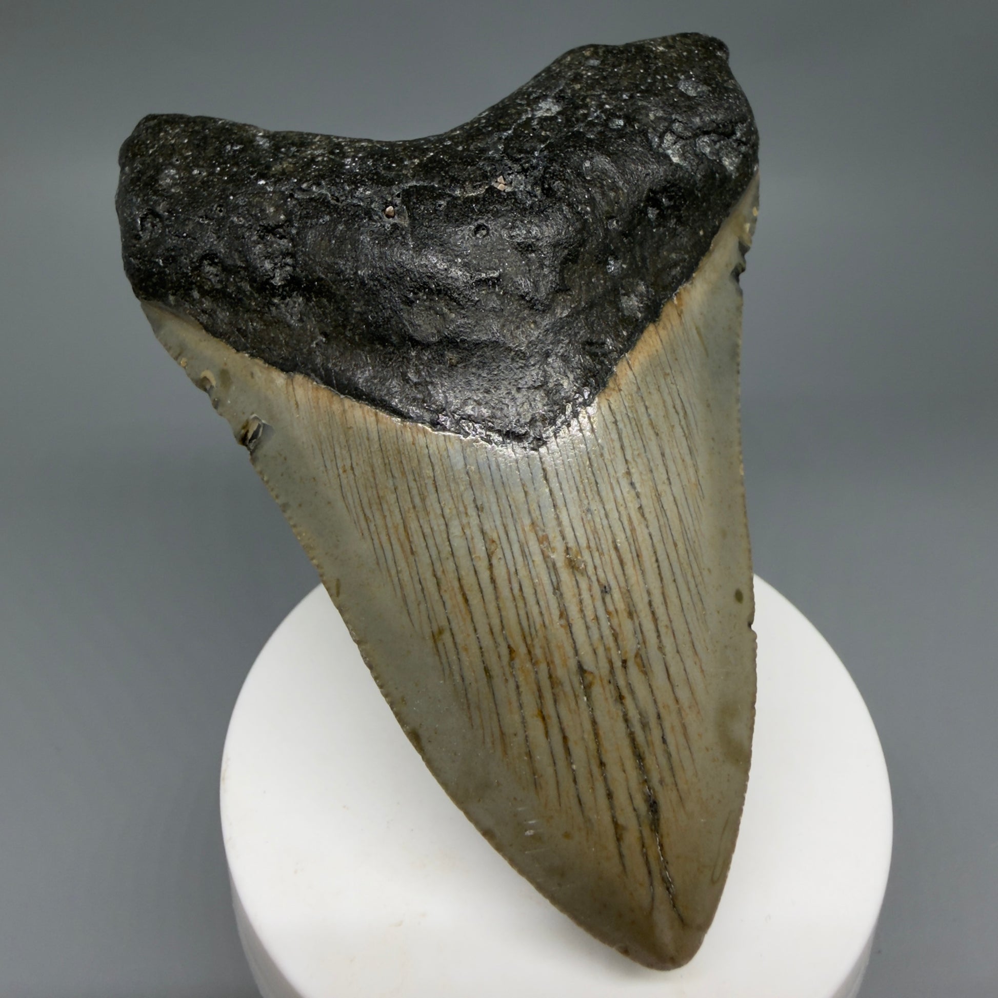 Front Left View Colorful 3.86" Fossil Megalodon Tooth from North Carolina - megalodonteeth.com CM6307