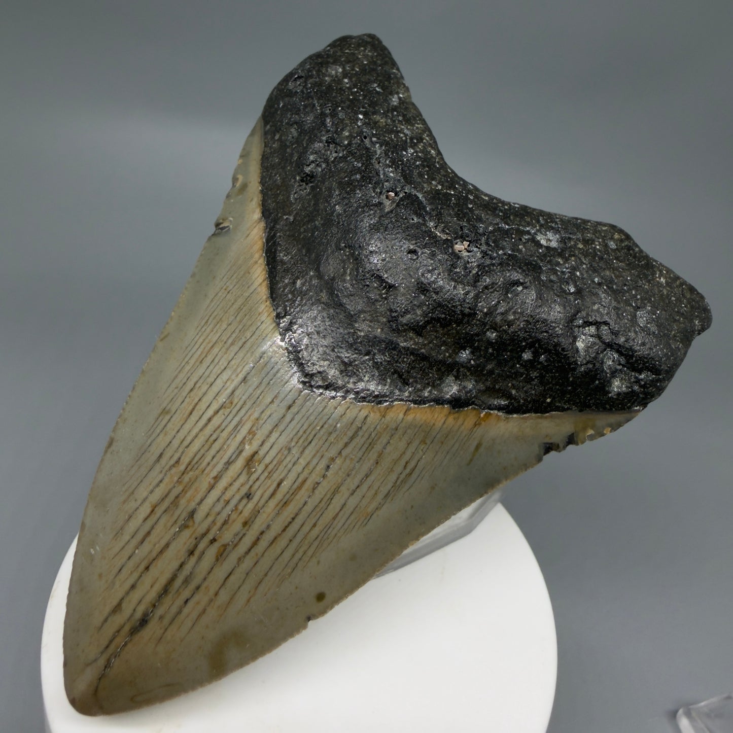 Front Right View Colorful 3.86" Fossil Megalodon Tooth from North Carolina - megalodonteeth.com CM6307