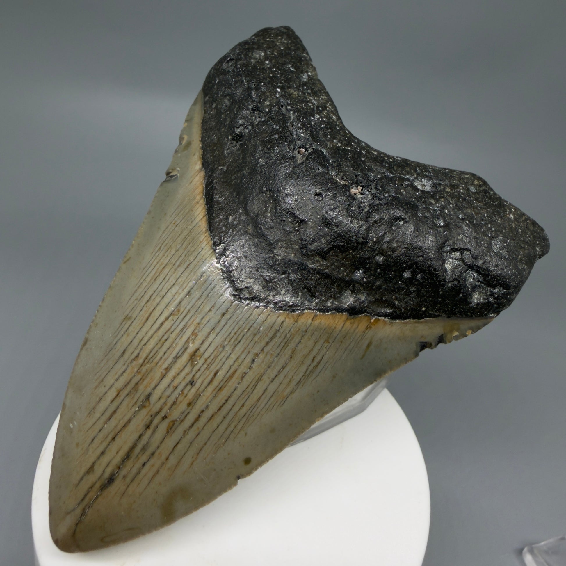 Front Right View Colorful 3.86" Fossil Megalodon Tooth from North Carolina - megalodonteeth.com CM6307