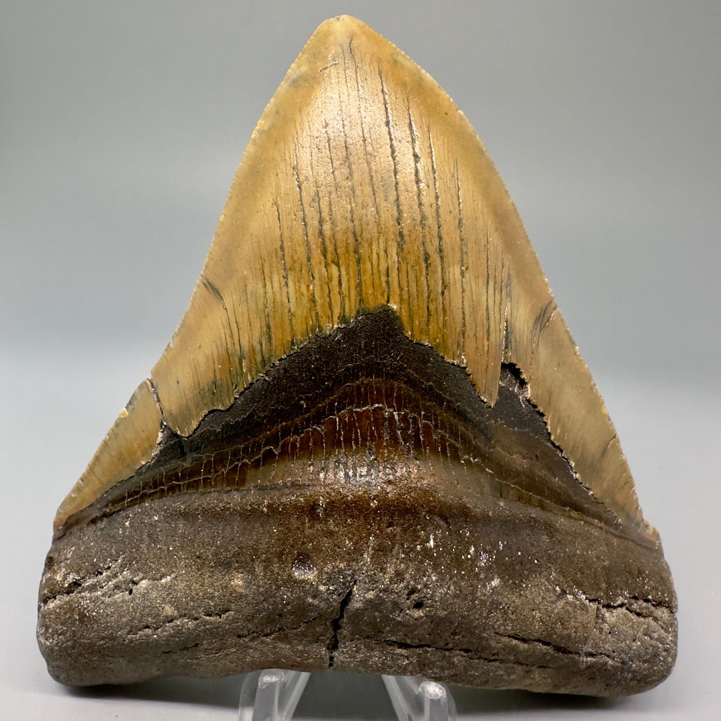 Colorful, serrated 4.96" Fossil Megalodon Tooth from North Carolina CM5028 - Front