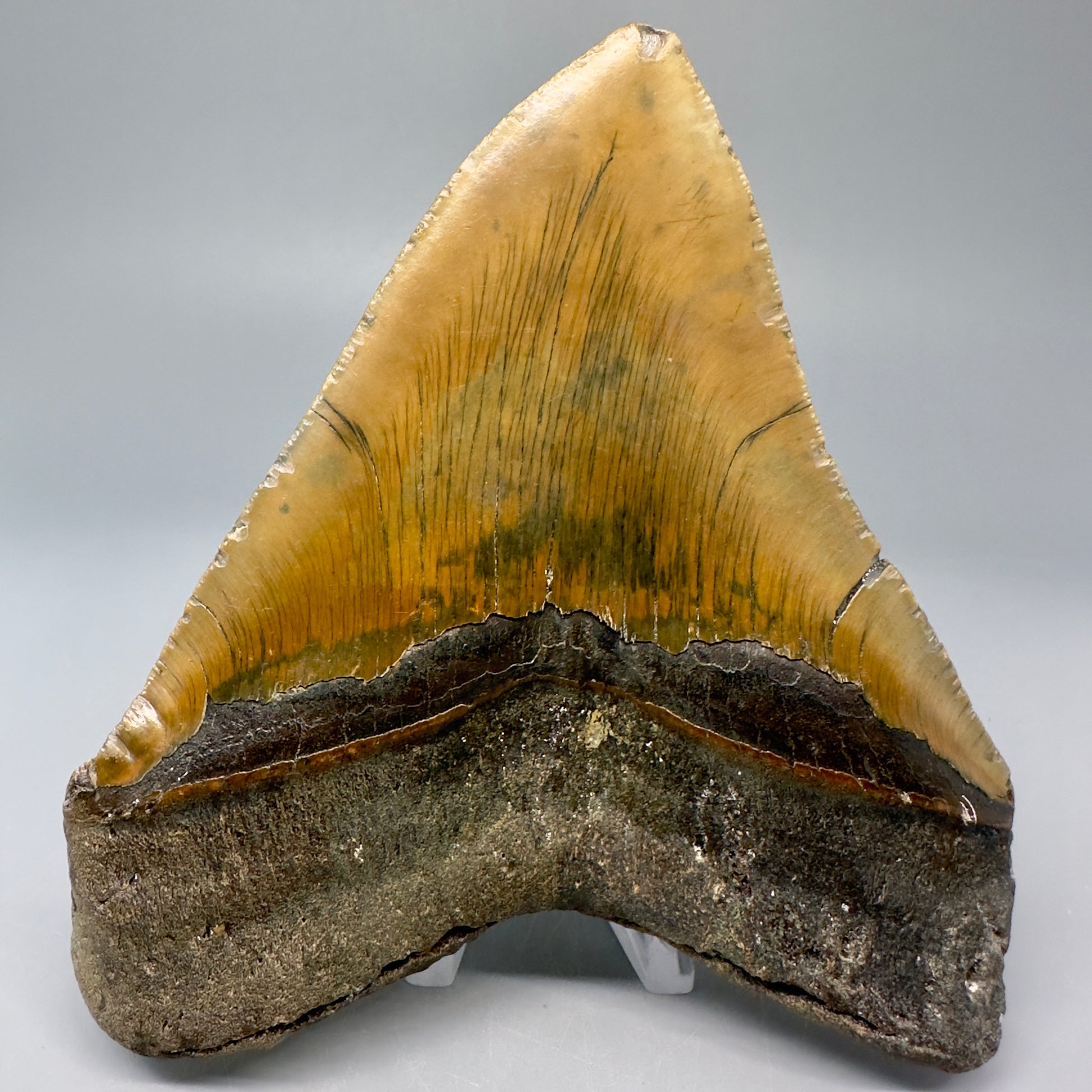 Colorful, serrated 4.96" Fossil Megalodon Tooth from North Carolina CM5028 - Back