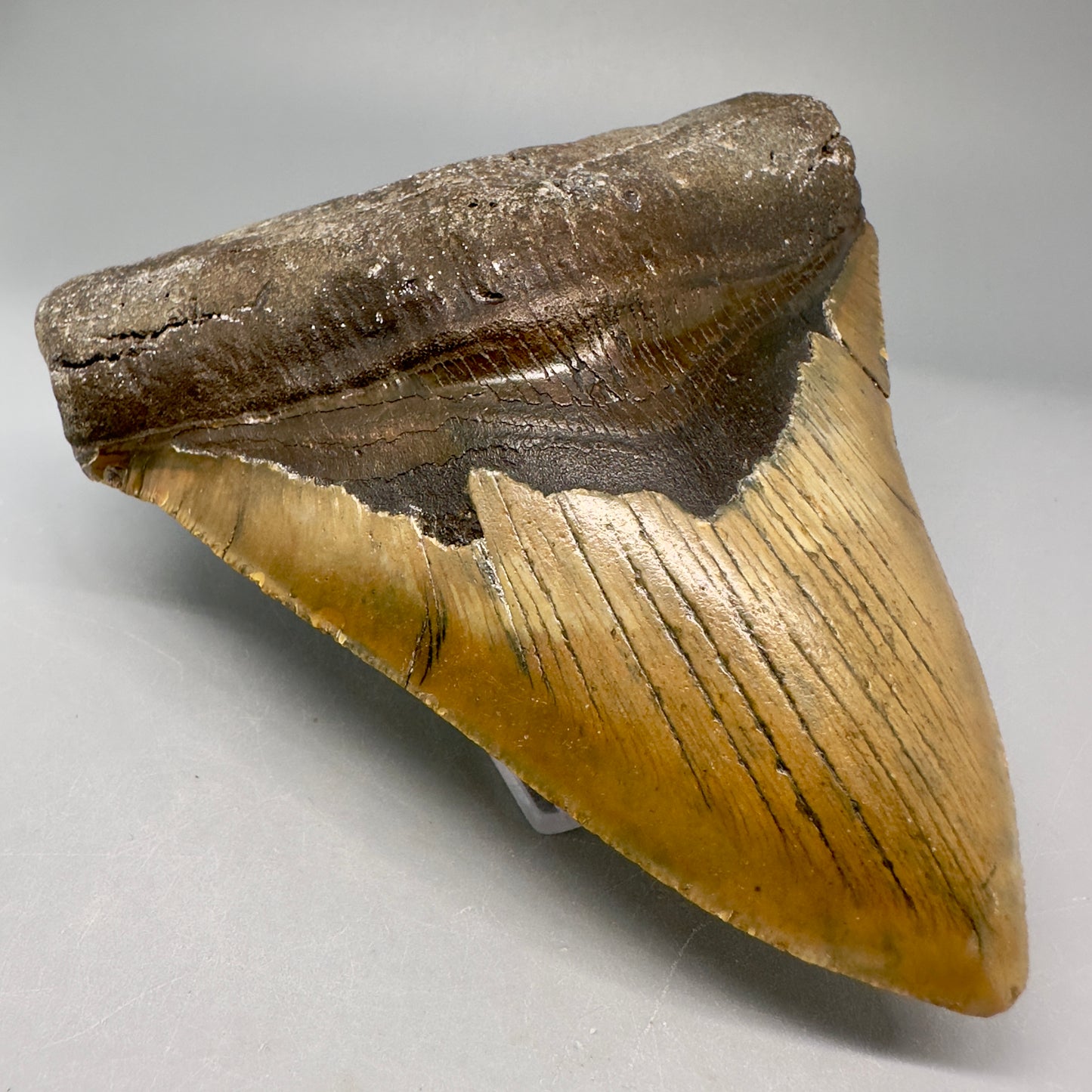 Colorful, serrated 4.96" Fossil Megalodon Tooth from North Carolina CM5028 - Front Left