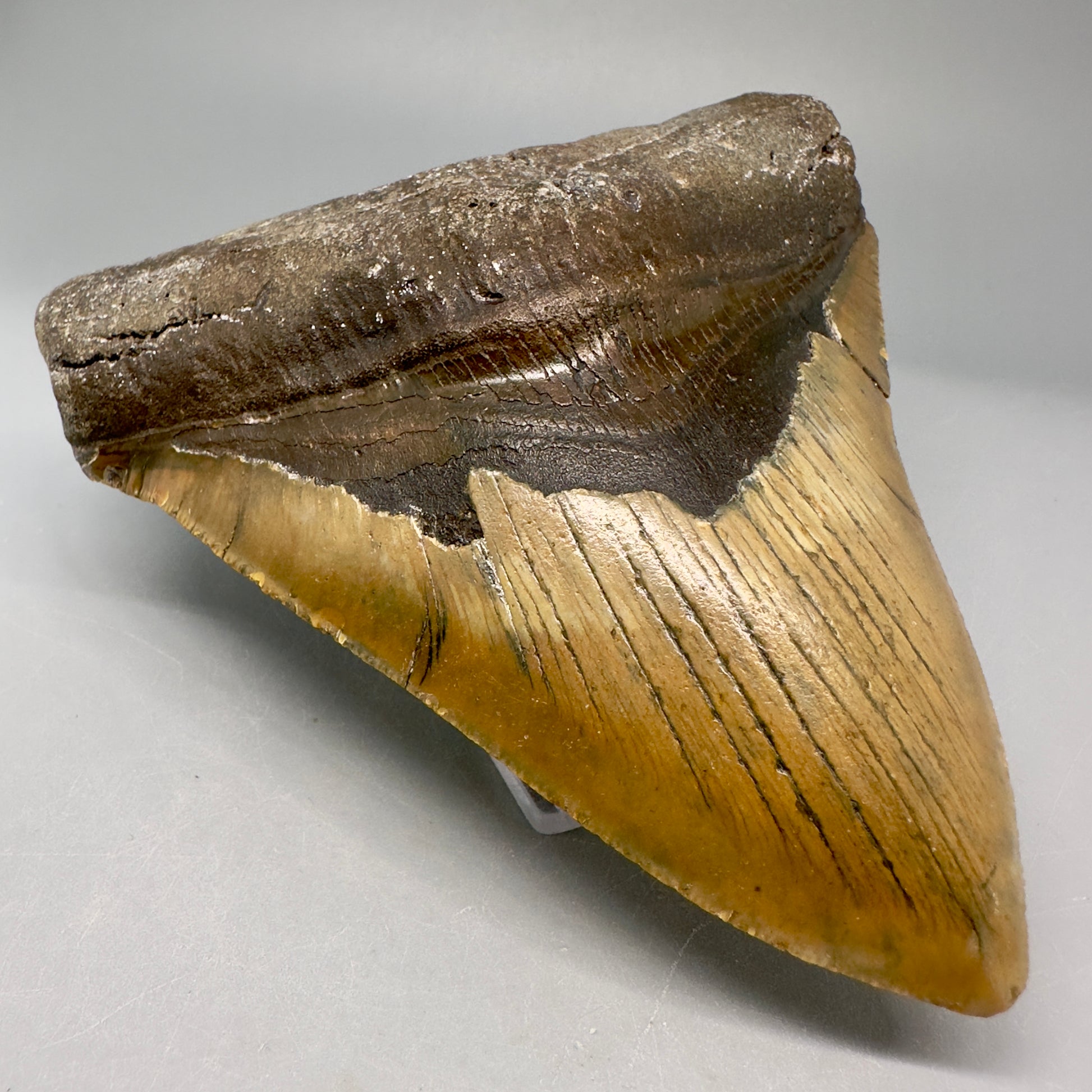 Colorful, serrated 4.96" Fossil Megalodon Tooth from North Carolina CM5028 - Front Left